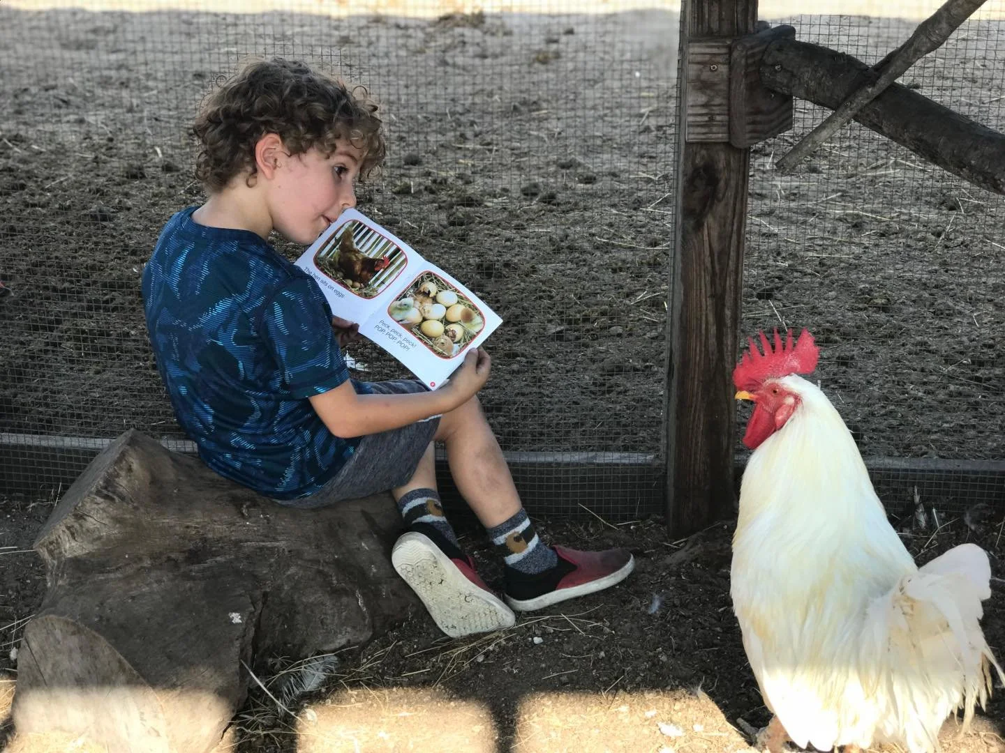 Our star student today was a rooster with excellent literary taste! 🐓📚

Today, our little CommunOT Explorer was reading a story about hens, and this guy was absolutely hooked. We&rsquo;re not sure if he was taking notes or planning his next move, b