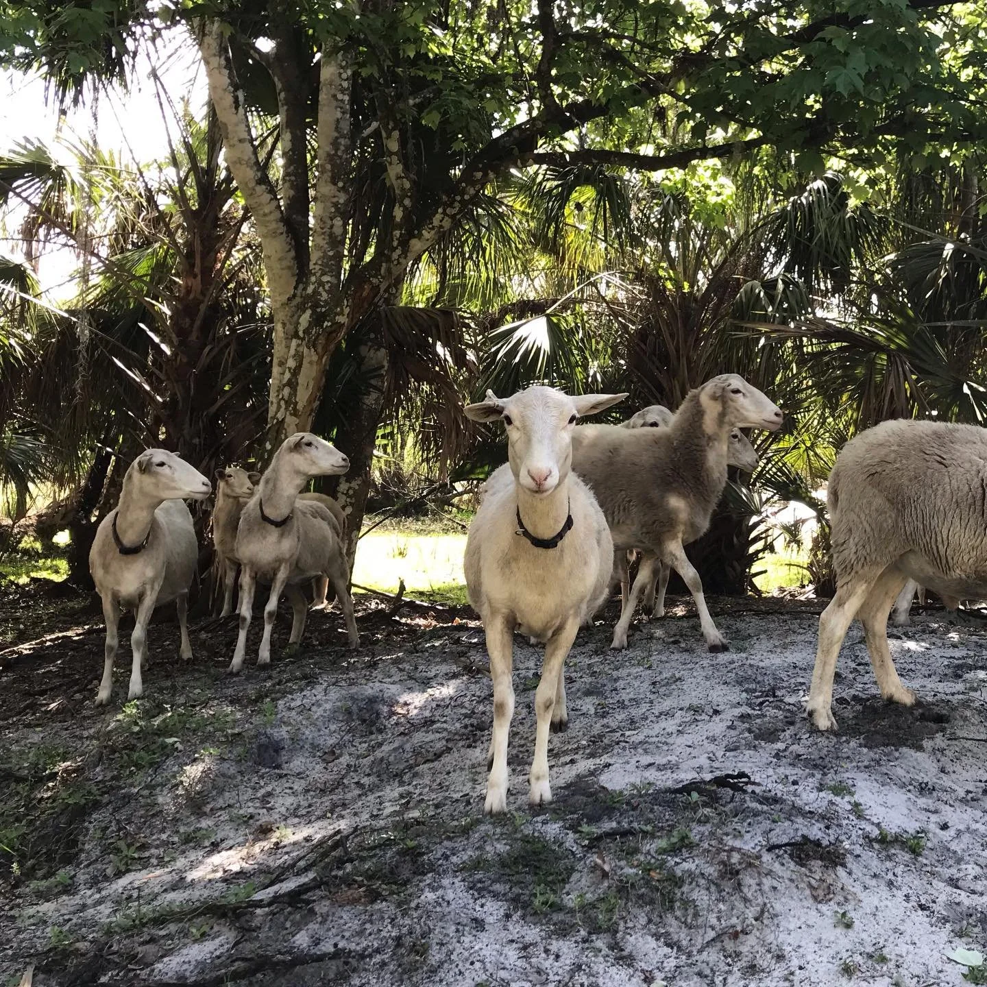 We&rsquo;re getting excited about our upcoming collab with Black Hammock Farm for our first Functional Farm Science session next weekend! Have you registered your spot yet? There are just a few spots remaining! #communotfarm #blackhammockfarm #semino