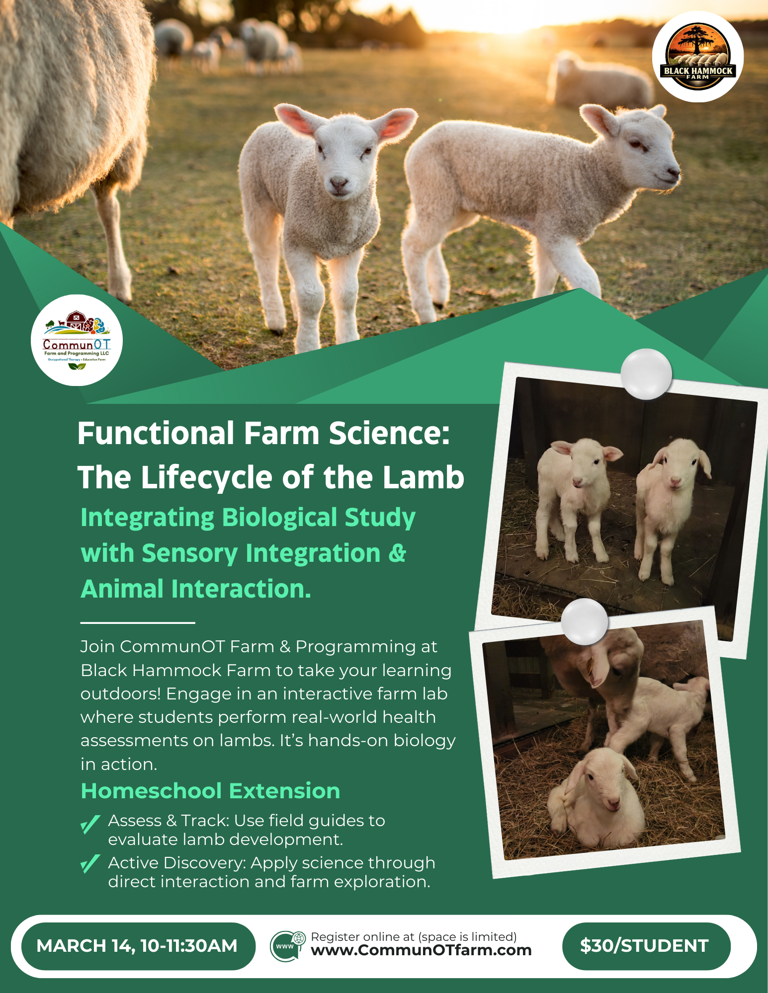 Functional Farm Science: Home Lab Extension - Katahdin Sheep