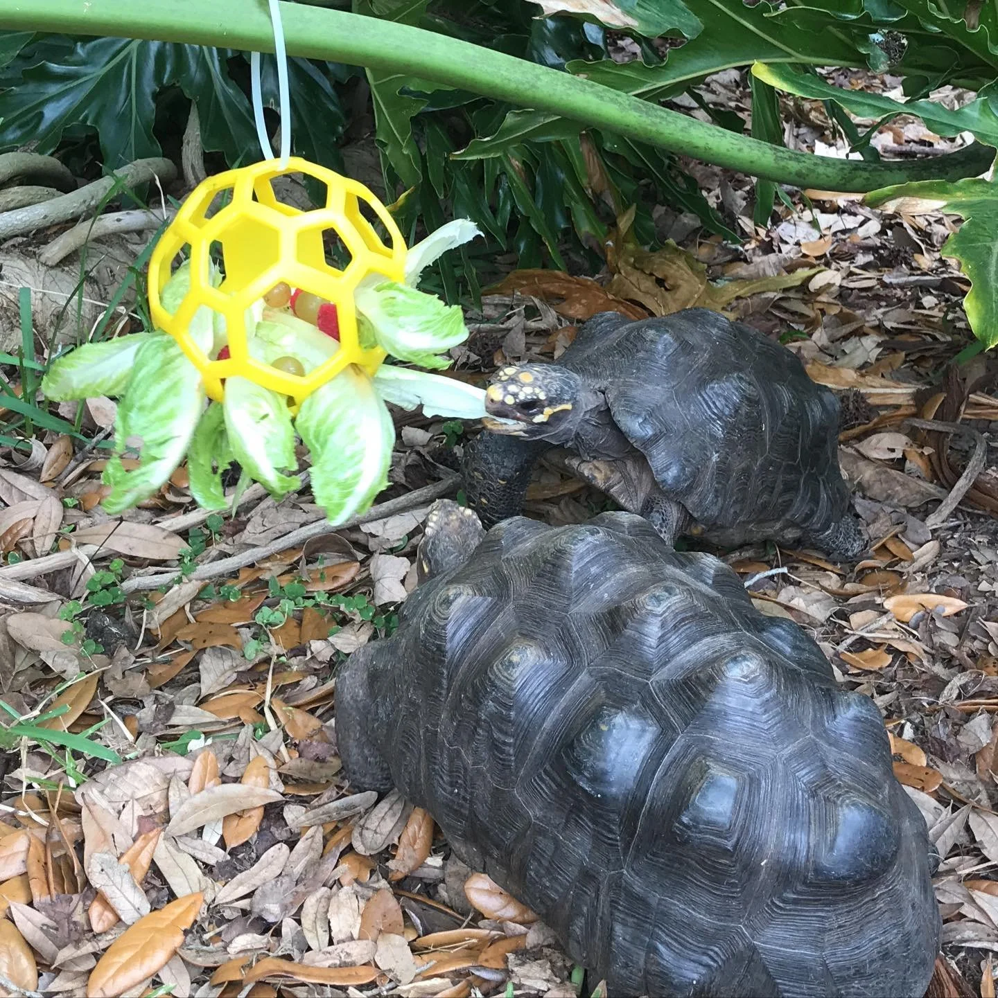 Creating enrichment opportunities is important for all species, from kids to chickens, and tortoises! Have a pet at home? Try having your kids put together some enrichment activities to help them connect with their animals in a whole new way! Not onl