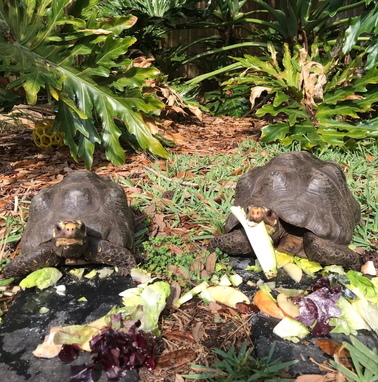 We&rsquo;re celebrating World Turtle Day! Did you know that every tortoise is a turtle (but not every turtle is a tortoise!). We hope you find time today to slow down and take in the world around you at a tortoise pace! #worldturtleday #redfootedtort