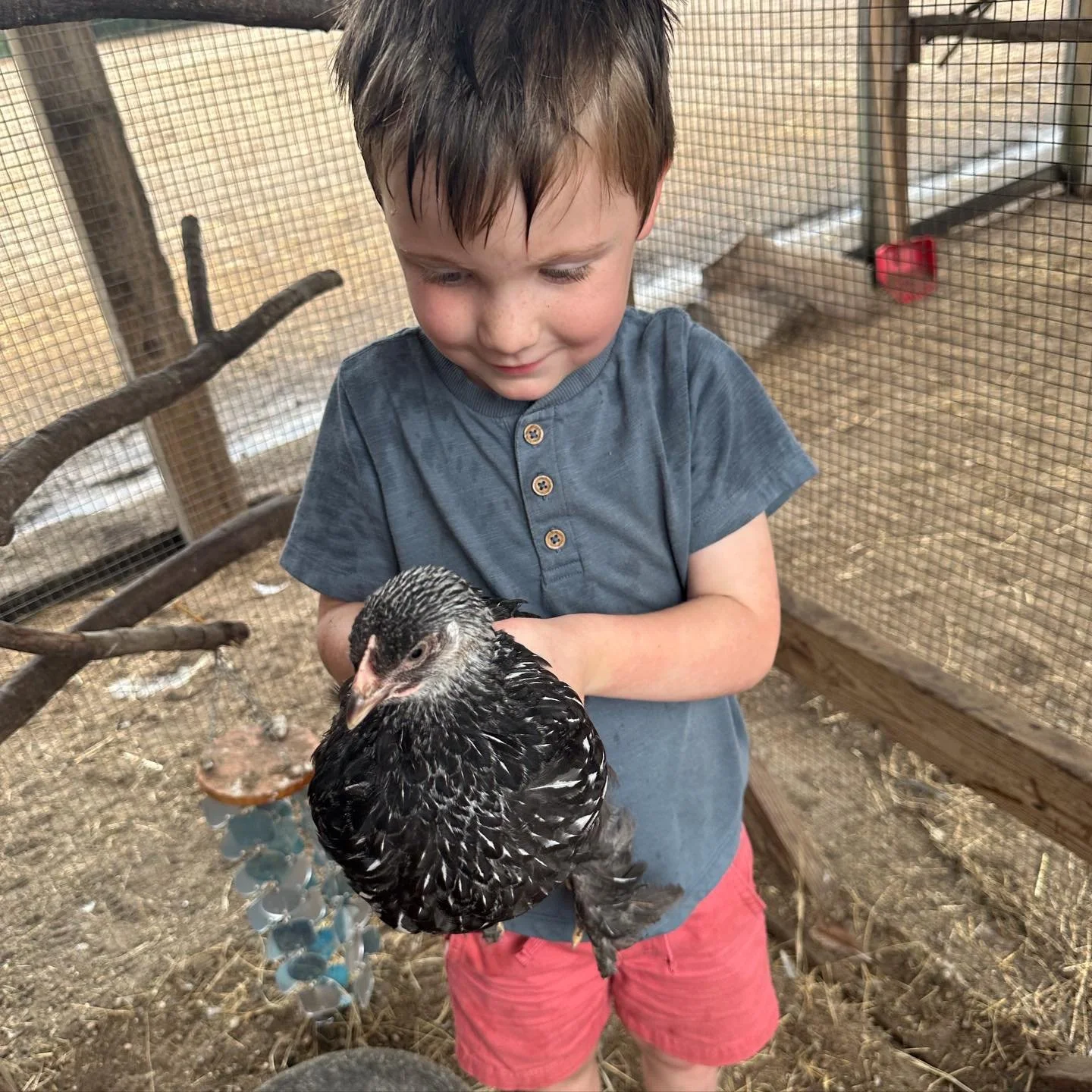 When you look at a child proudly holding a chicken, you might just see a sweet summer memory.
But in the world of occupational therapy, we see a quiet moment of pure bravery and neurological growth.
To hold a live animal, a child has to completely ca