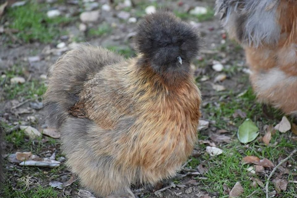 Partridge Silkie Pullet.jpg