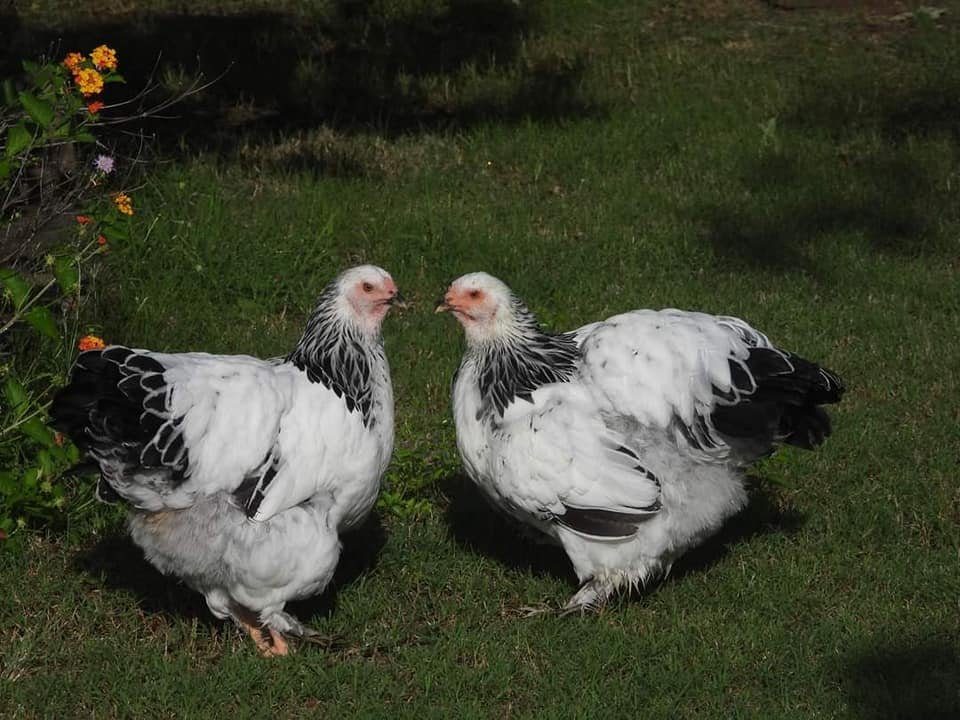 Brahma Pullets.jpg