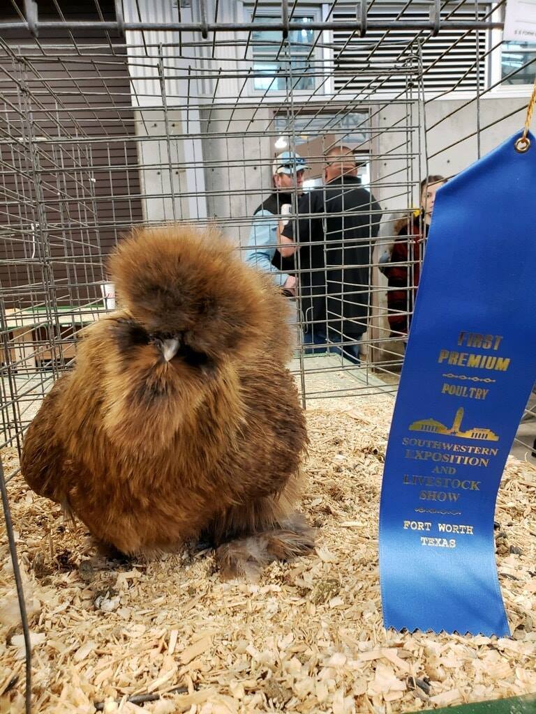 CutePartridge.jpg