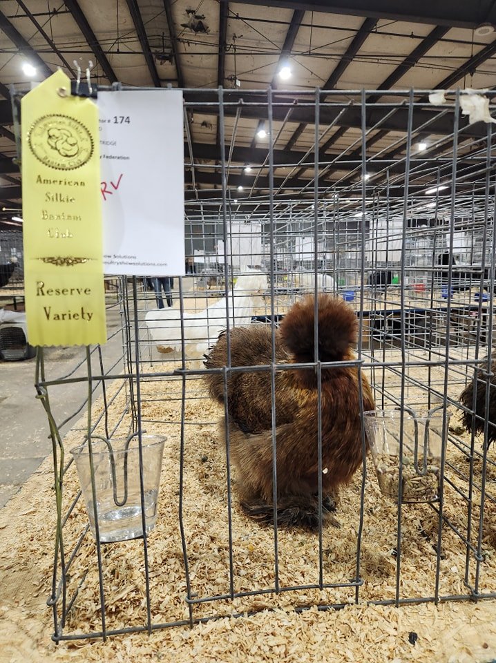 Reserve Variety Partridge Silkie.jpg