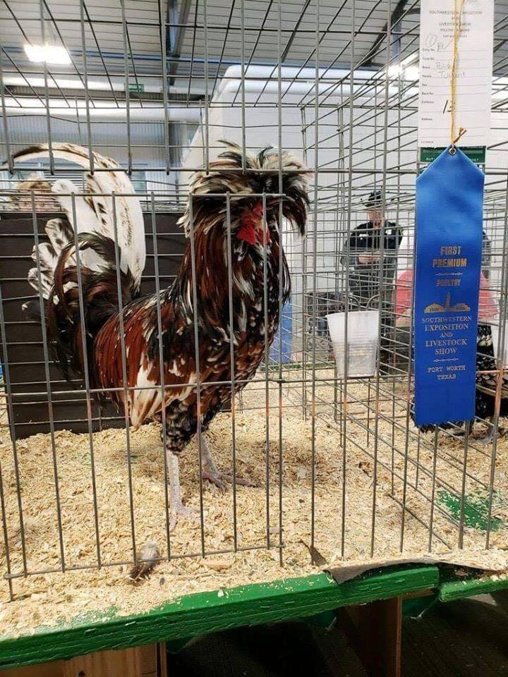 TolbuntPolishCockFWSSR.jpg