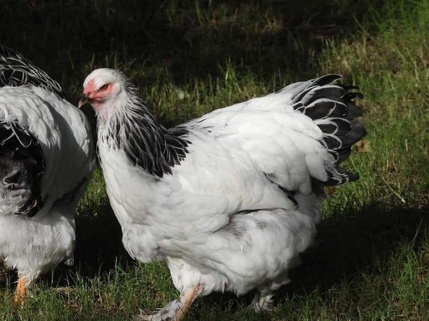 Light+Brahma+Pullet.jpg