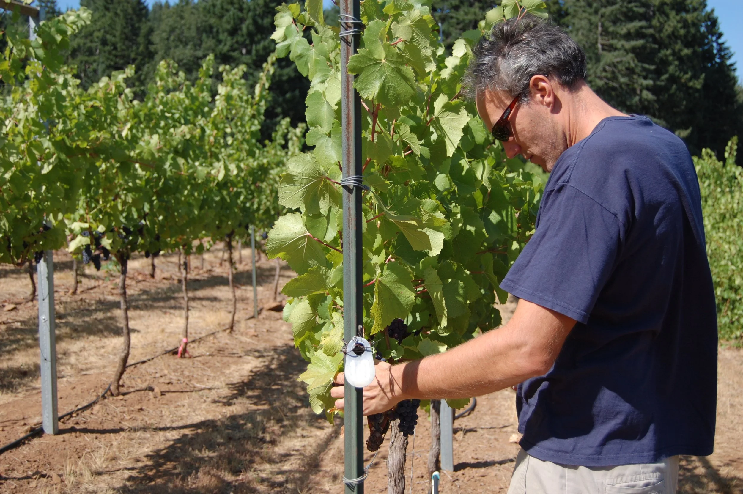 Winegrower examining grape clusters in a vineyard, highlighting the vineyard management and terroir that shape a wine's character and sense of place.