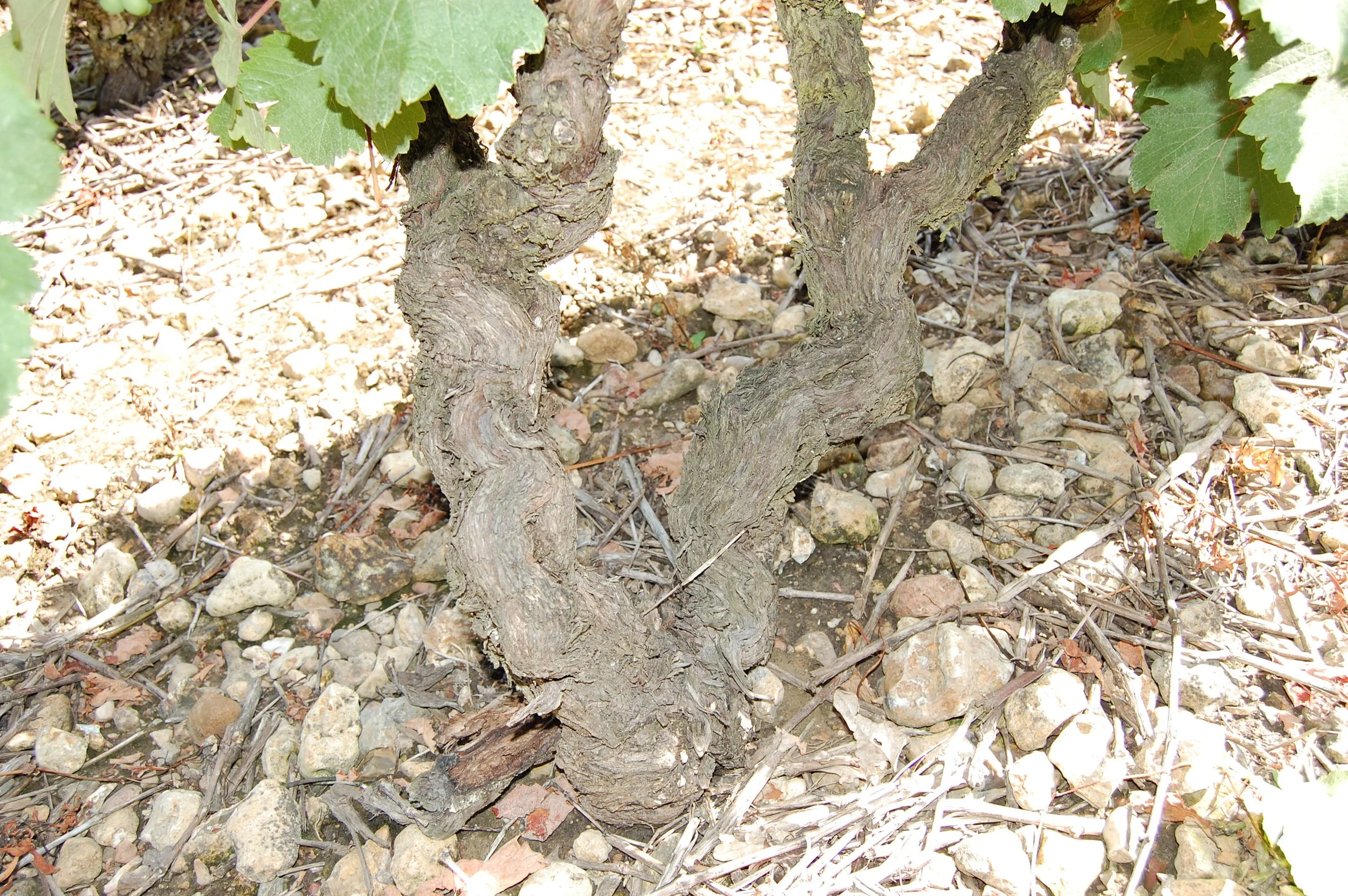 Close-up of old Chablis vineyard vines growing in rocky limestone soil in Burgundy, France, highlighting the mineral-rich terroir that influences Chablis wines.
