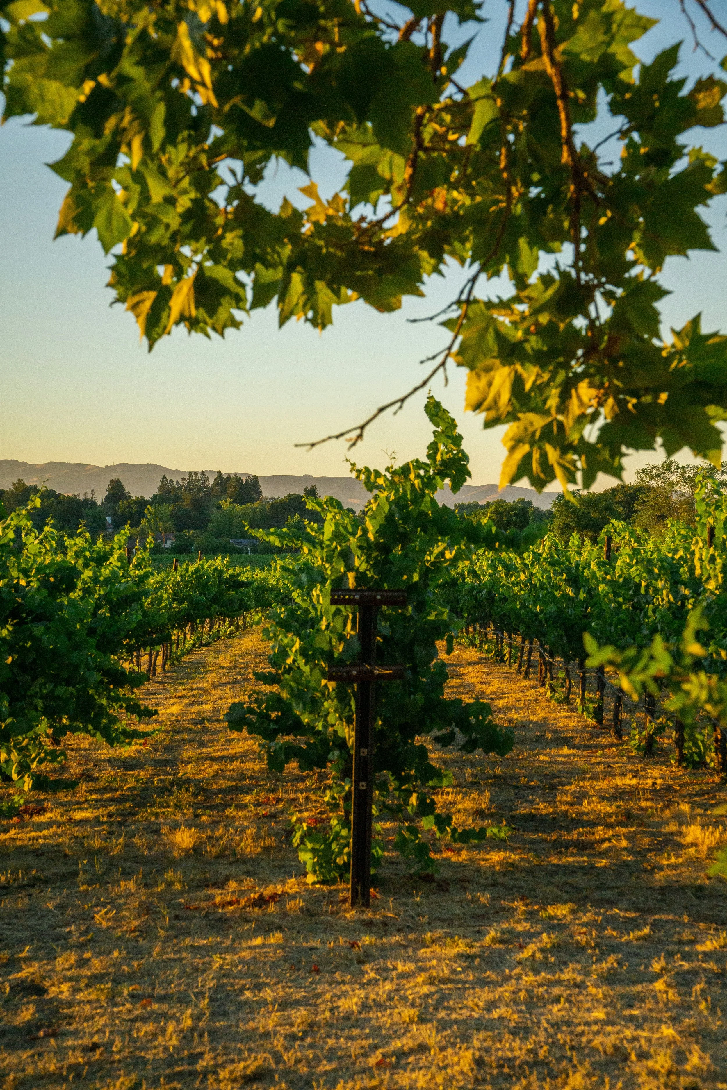 Napa Valley vineyard at golden hour surrounded by grapevines and rolling hills