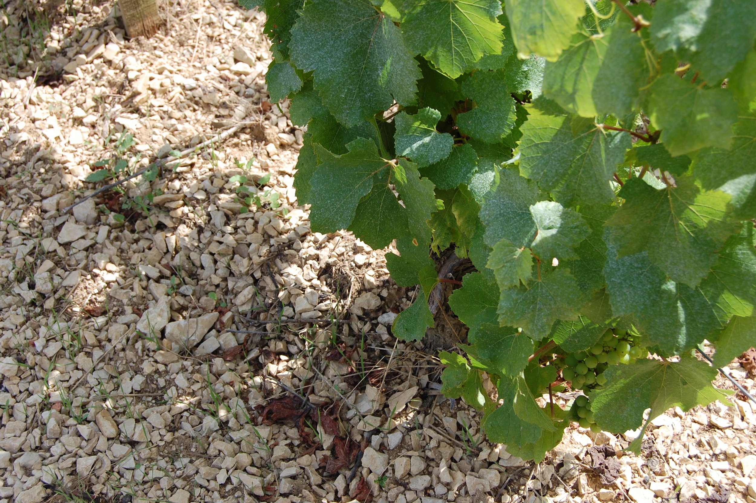 Grapevine growing in rocky vineyard soil illustrating terroir and small production wine conditions
