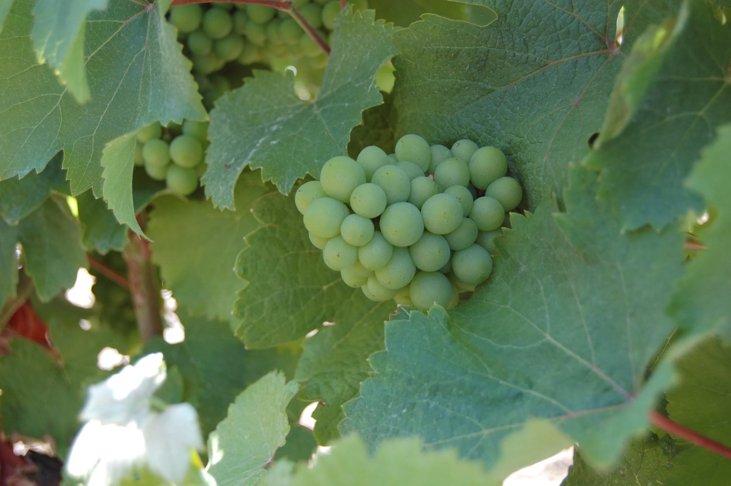A Beginner's Guide to Loire Valley Wines: Grapes, Regions &amp; Styles