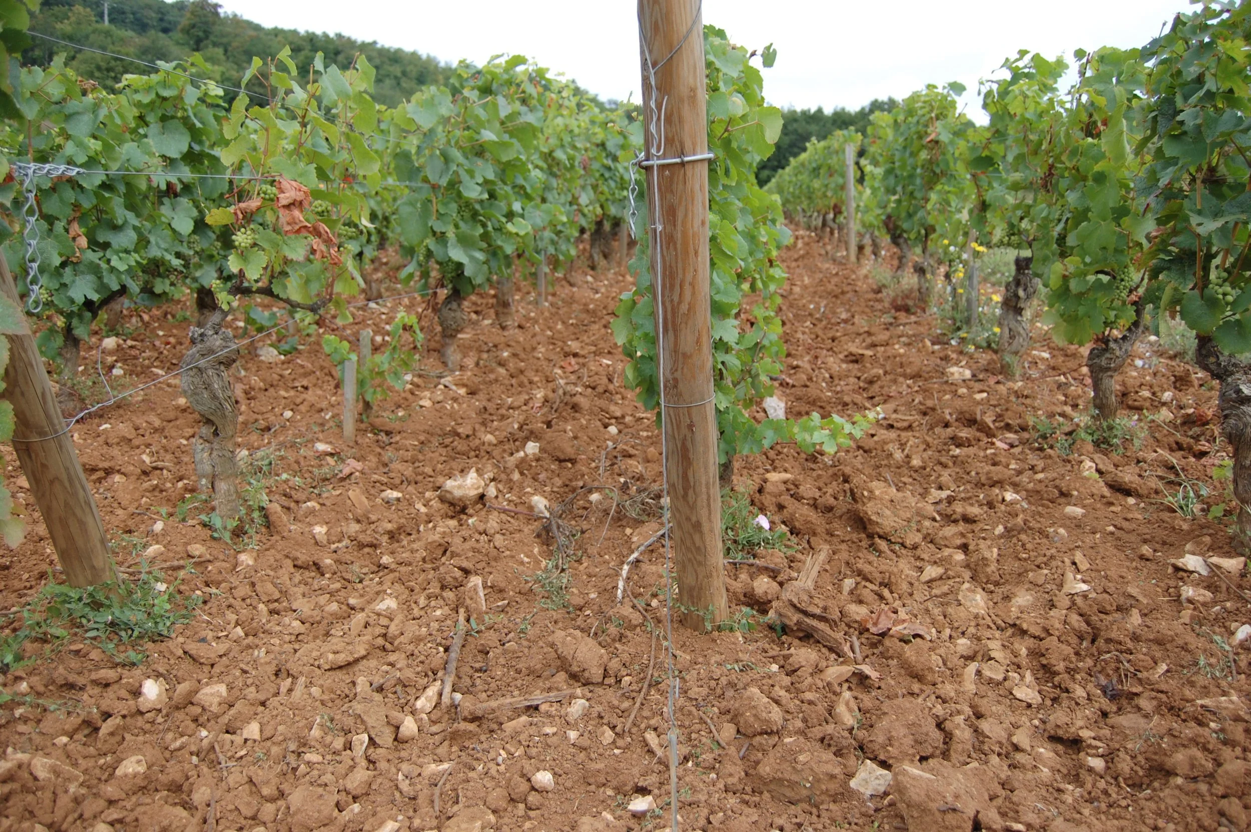 Vineyard rows with visible soil conditions illustrating terroir and small production wine growing environment