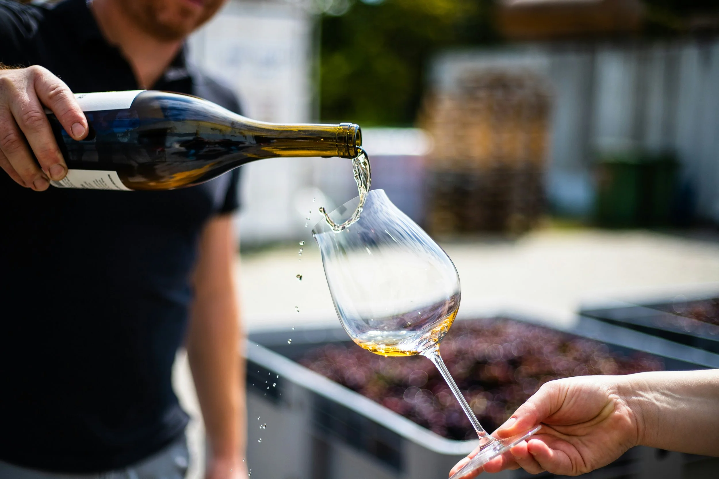 White wine being poured into a glass during an outdoor wine tasting experience.