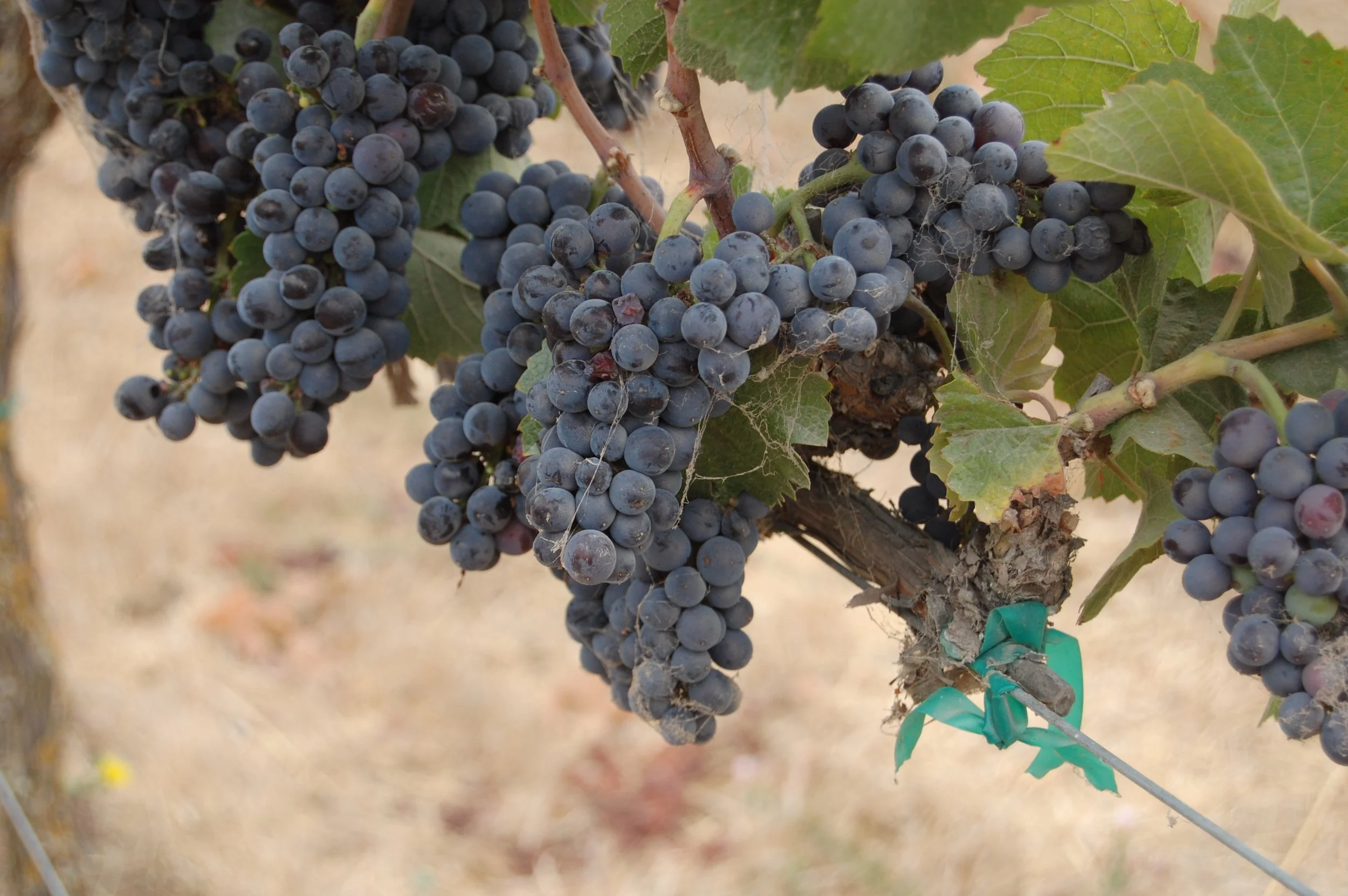 Ripe wine grapes hanging from vineyard vines, illustrating the connection between terroir, grape growing, and the character of a finished wine.