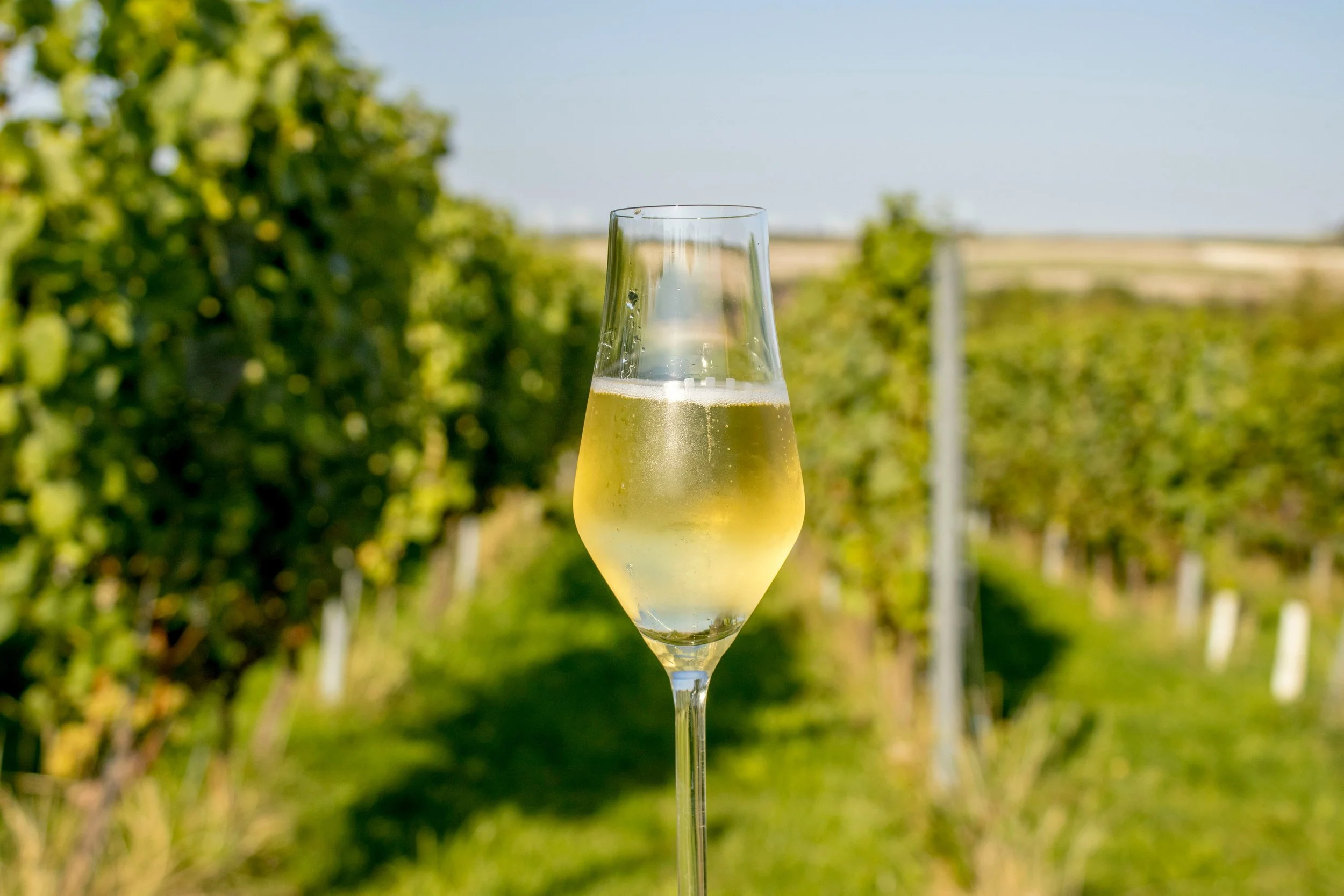 Glass of sparkling wine in a vineyard, showcasing the connection between wine, terroir, and the vineyard landscape.