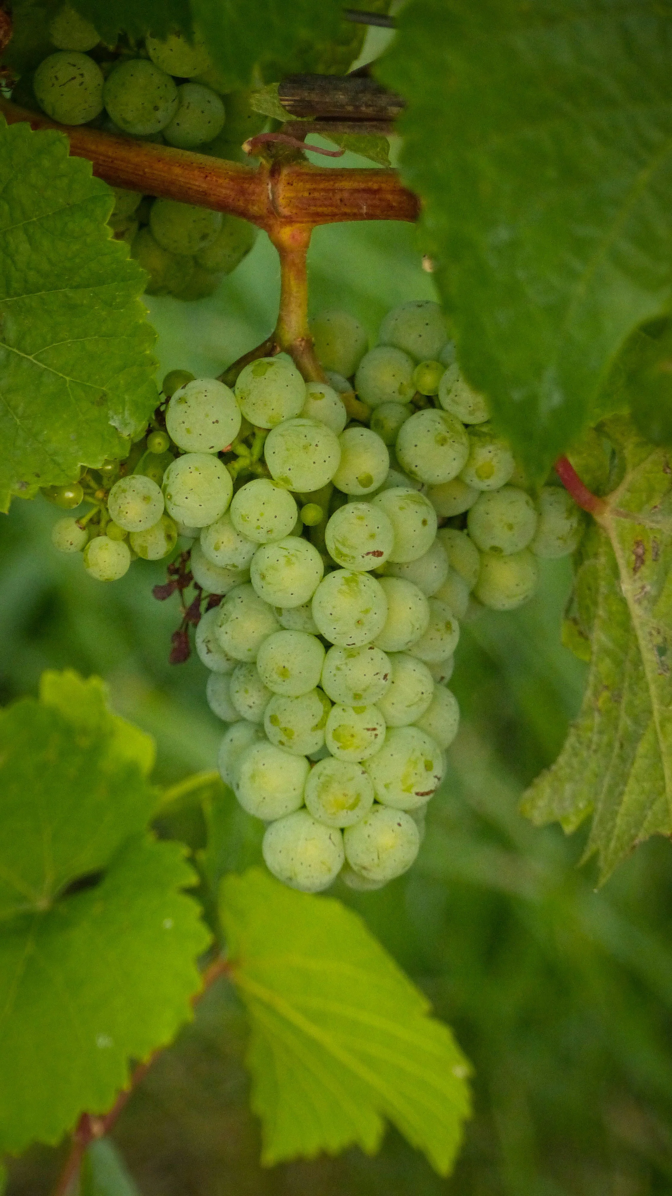 Close-up of white wine grapes growing on the vine in an Alsace vineyard, highlighting the grape varieties that define the region's distinctive wines.
