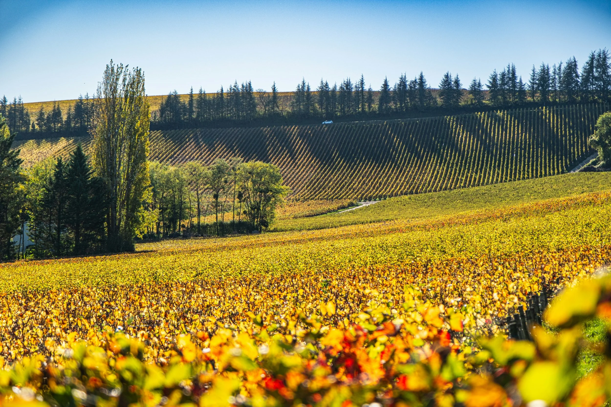 Expansive vineyard landscape with rows of grapevines growing in a renowned wine-producing region.