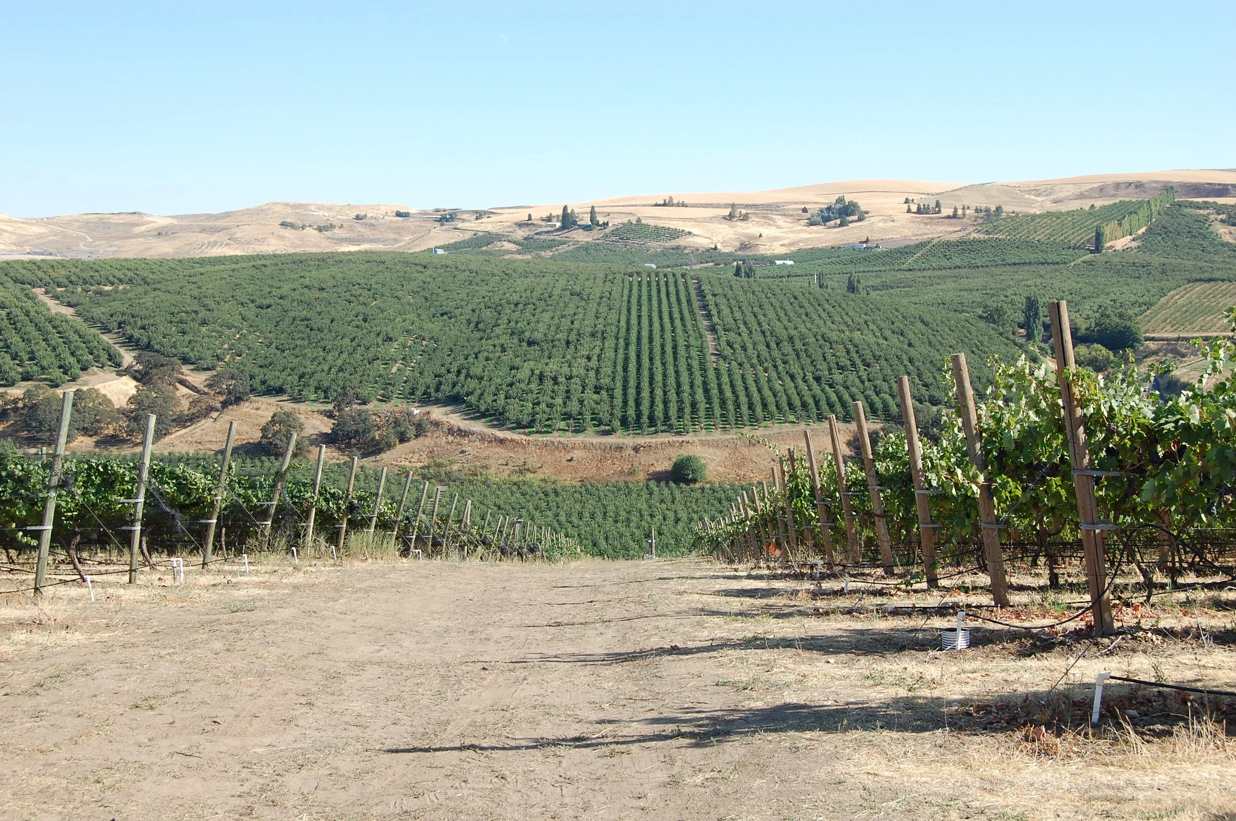 Panoramic view of a wine-growing region with vineyard rows across varied terrain, highlighting the role of climate, elevation, and terroir in shaping wine character.