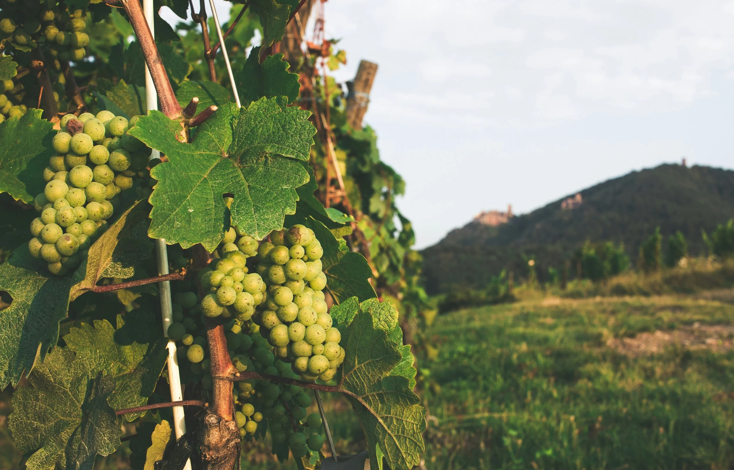 Green grape clusters growing in an Alsace vineyard in France, showcasing the region's cool-climate white wine grapes and scenic countryside.
