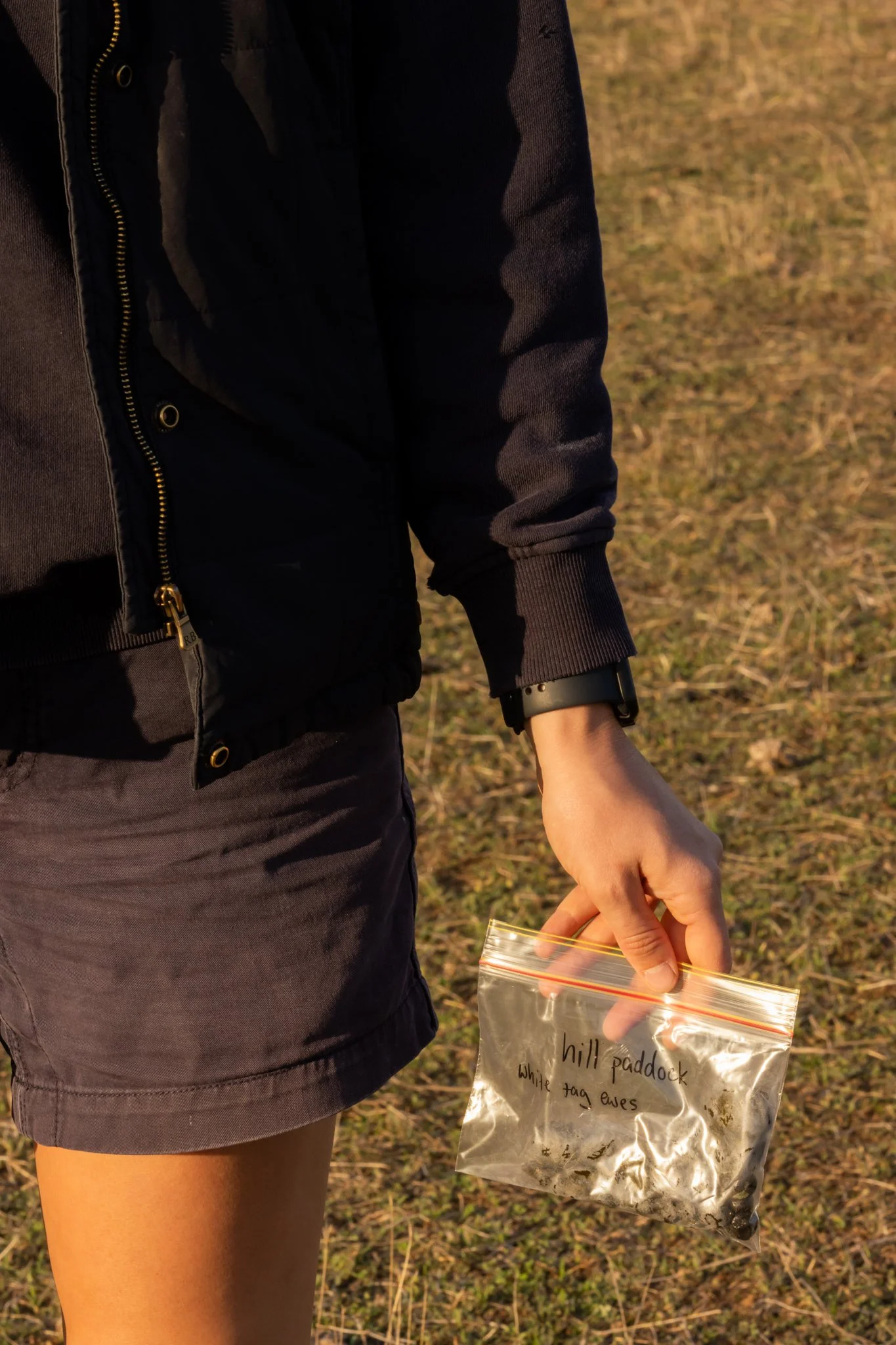 A person wearing a black jacket and gray shorts holding a clear plastic bag with writing on it that says 'hill paddock white tag ewes'.