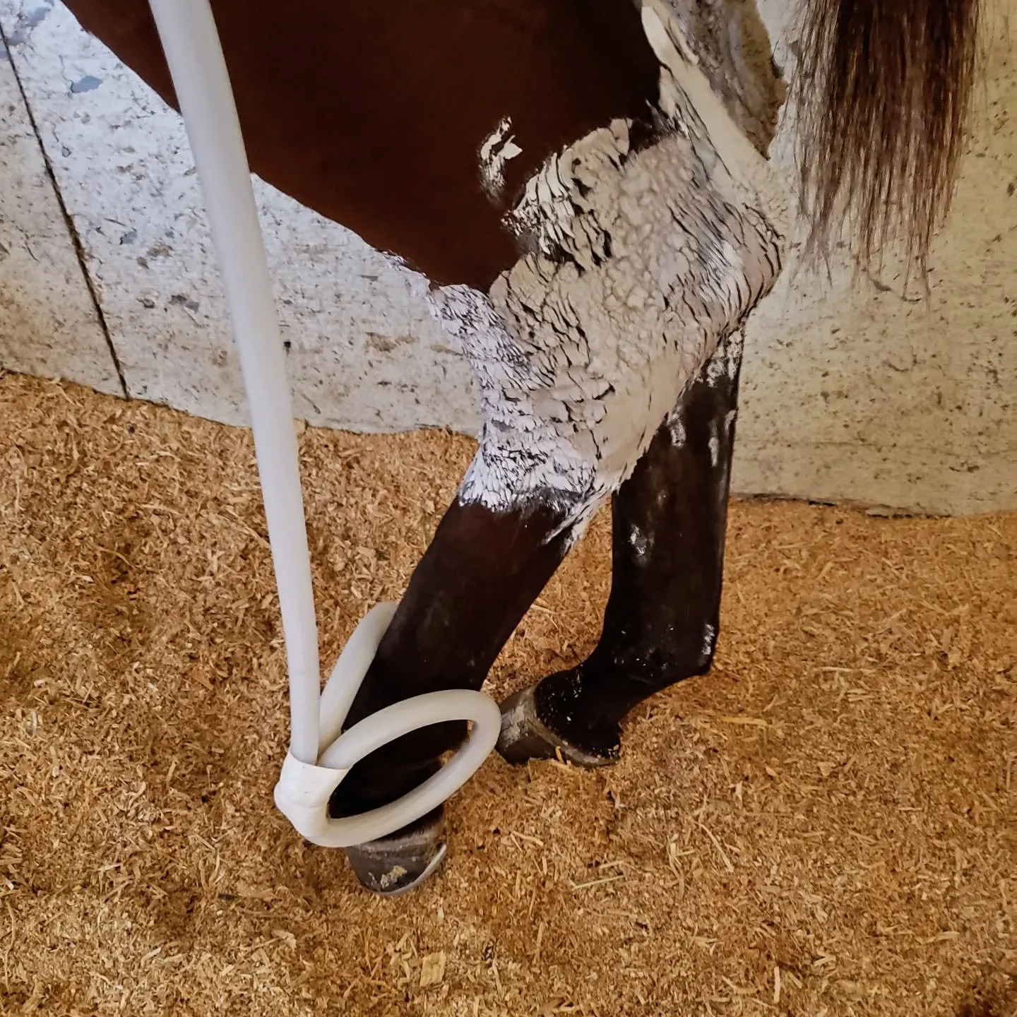 Magnawave can be used before and after workouts to help horses perform and recover. They love the way it feels! 

#pemf
#ocala
#certifiedpractitioner