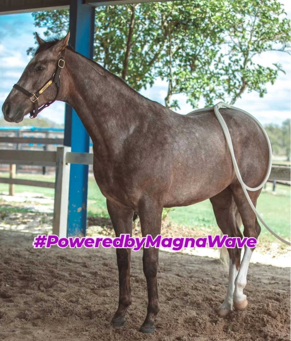 Strong. Relaxed. Ready to perform💪✨
That is the power of PEMF!
Book your horse&rsquo;s session today and see the MagnaWave difference.
📍 Mobile sessions available in Ocala &amp; surrounding areas.
📩 Message us today to book your horse&rsquo;s firs