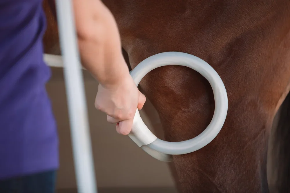 Horse getting magnawaved