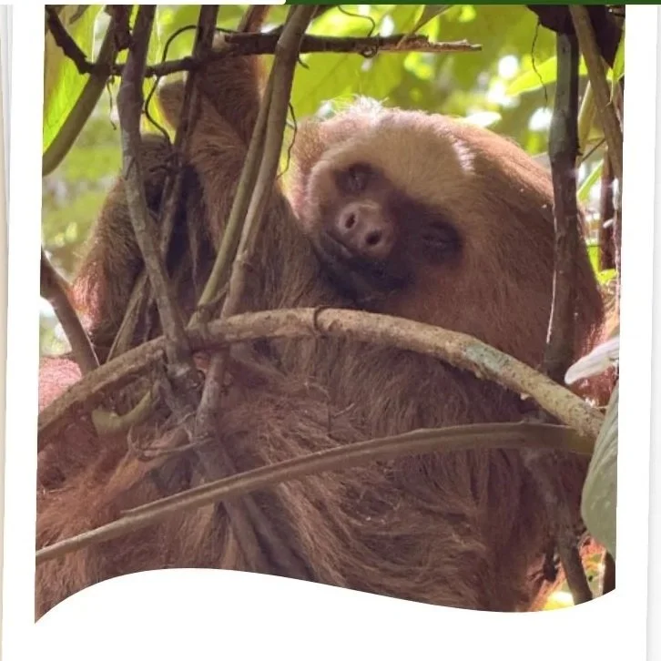 Meet Pipa- The Sloth Who Joined the Stubborn Sloths Family 