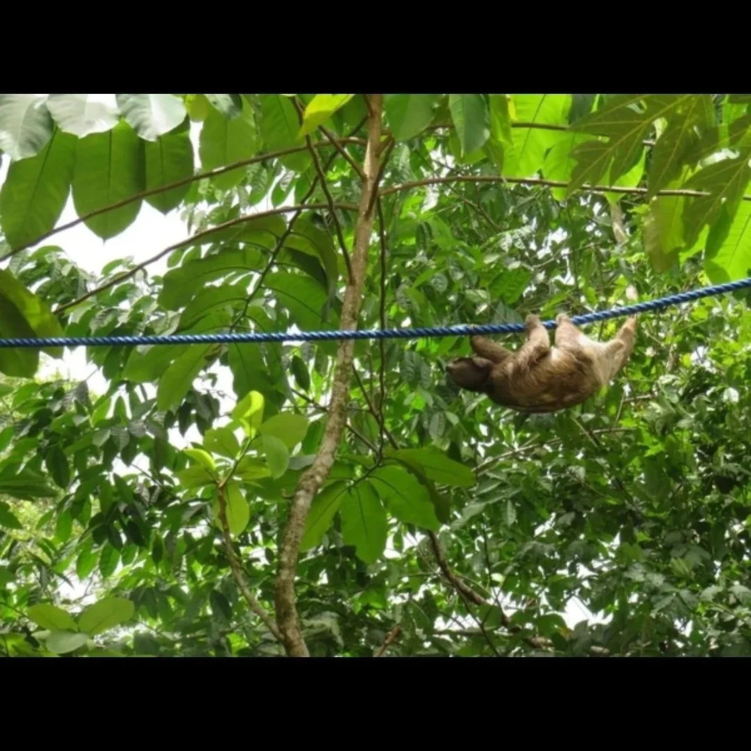 sloth crossing a rope bridge through treetop canopies