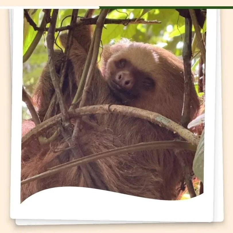 Pipa the sloth resting in a tree, as shown in the FAHLO tracking app.
