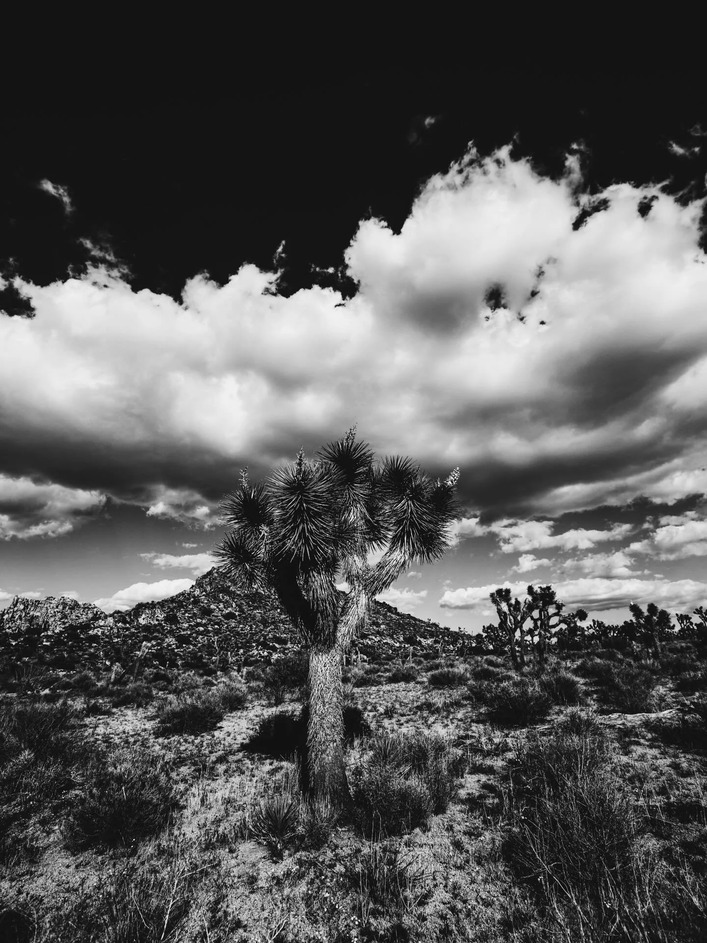 What the HELLY?! Only 5 hashtags allowed?!
.
.
.
#AGAMEOFTONES #YNGKILLERS
#ILLGRAMMERS #CALILIFE #LOSANGELES