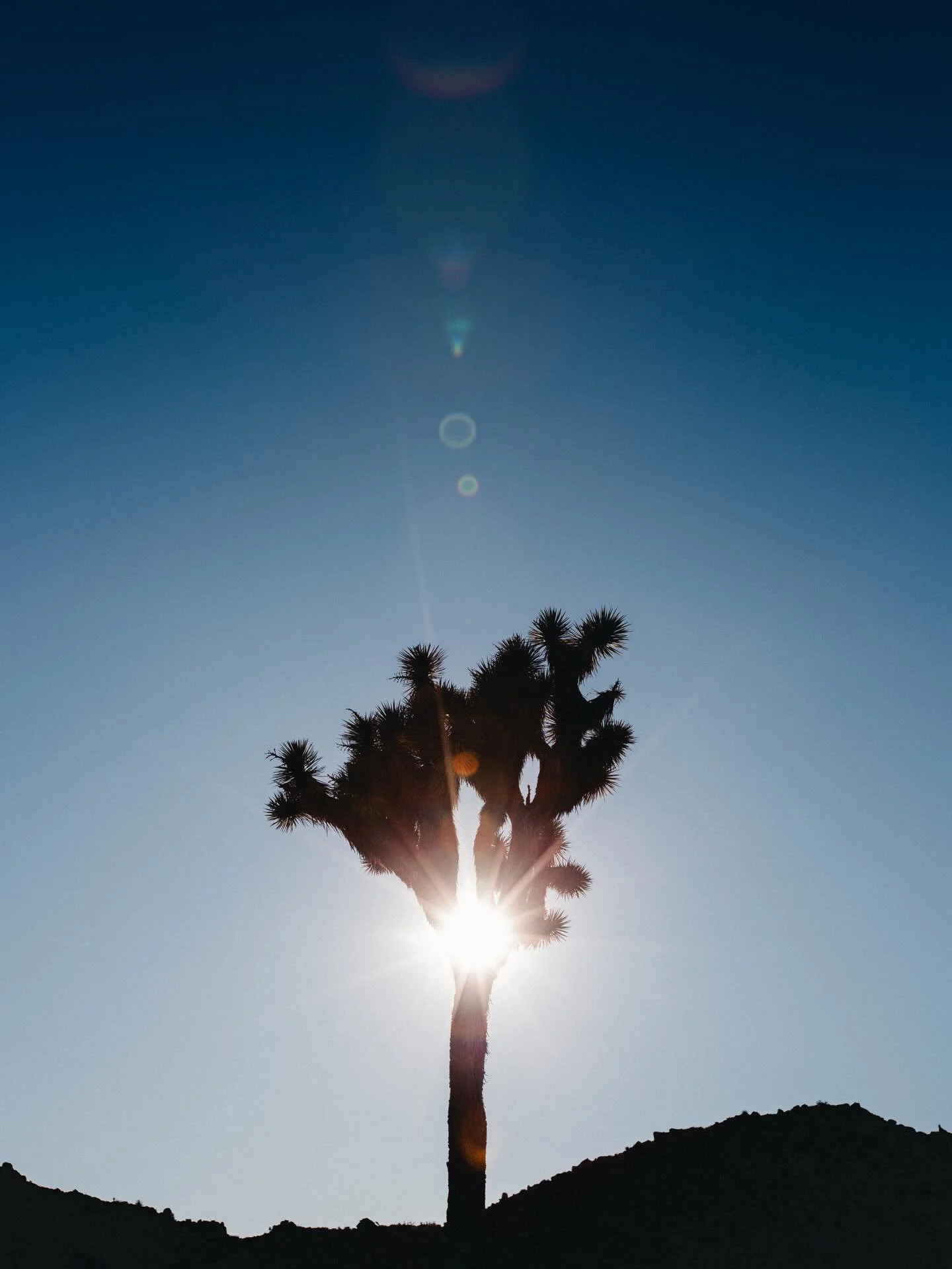 Joshua Tree 🌵 NP, CA 
.
.
.
#joshuatreenationalpark #california #yucca #canon5d #lostgold