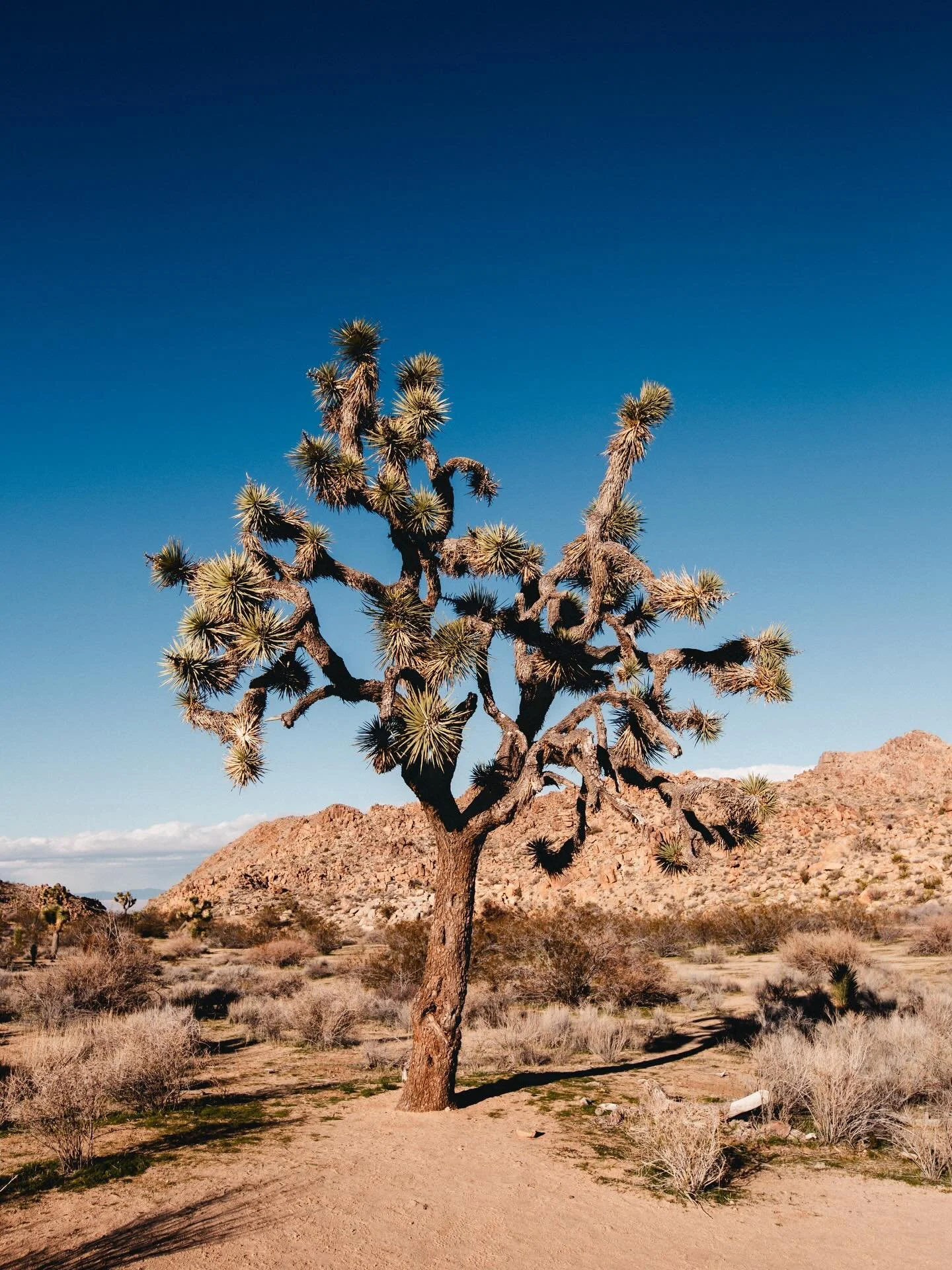 Joshua Tree 🌵 NP, CA 
.
.
.
#joshuatreenationalpark #california #yucca #canon5d #lostgold