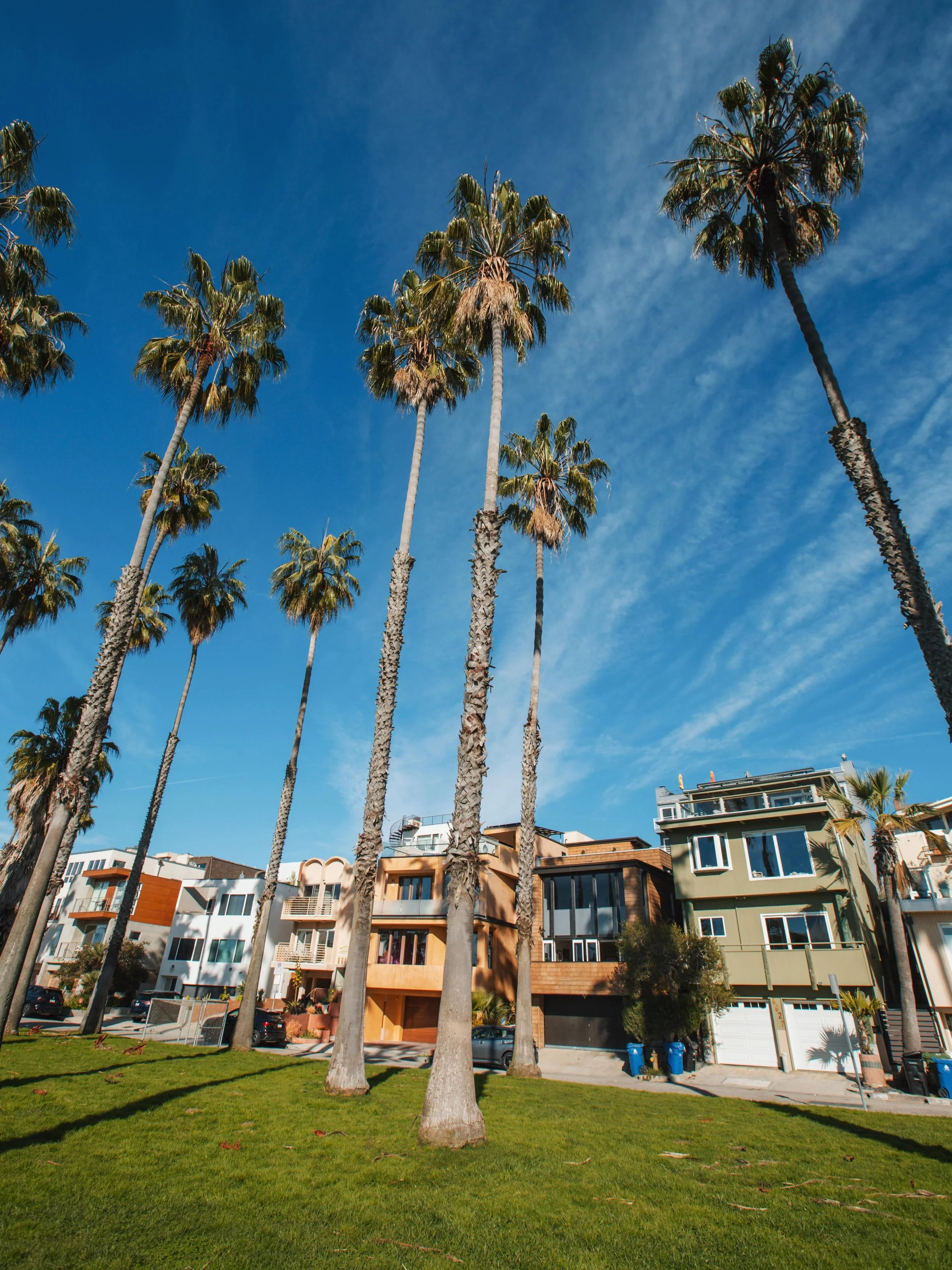 January, in Del Rey, CA.
.
.
.
#DelRey #california #marinadelrey #palmtrees