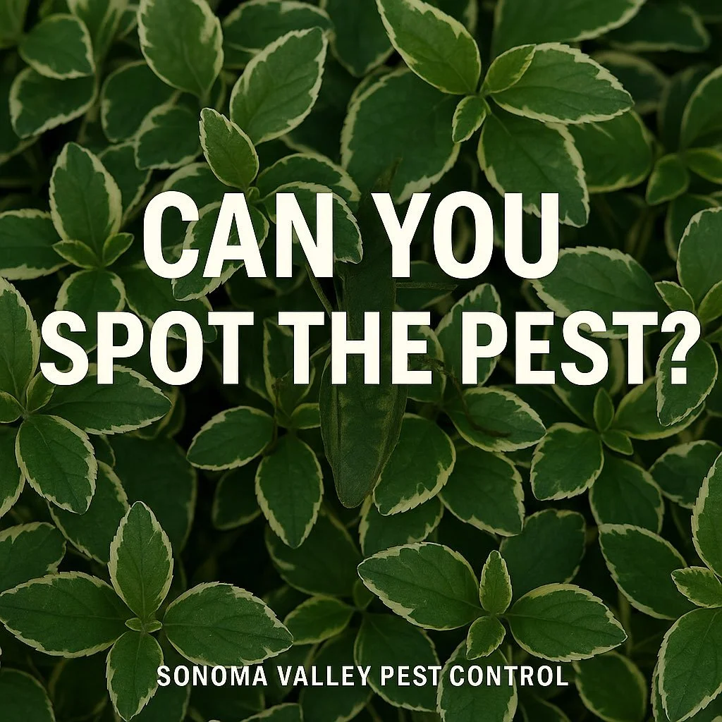 Can you spot the pest? 👀 They&rsquo;re great at hiding&hellip; but not from us! 💪🏻 Keep your home protected - DM us to schedule an inspection today! 🐜 #sonomacountypestcontrol #byebyebugs #localexperts