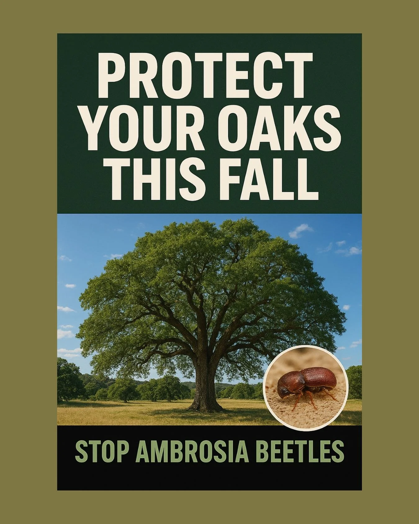 🍂🪲 Fall is here, and so are ambrosia beetles. Treat your oak trees this September/October to keep them safe and thriving. Healthy trees = a healthy Sonoma County! 🌳 #treecaretips #localtreeservices #protectyouroaks
