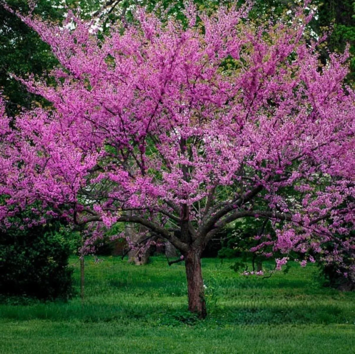 🌸 Tree of the Week: Western Redbud
A beautiful Sonoma County native that supports local pollinators and biodiversity. Call SVPC today to help keep our trees safe and pest free! (707) 996-0202 #svpc #westernredbud #sonomacountypestcontrol