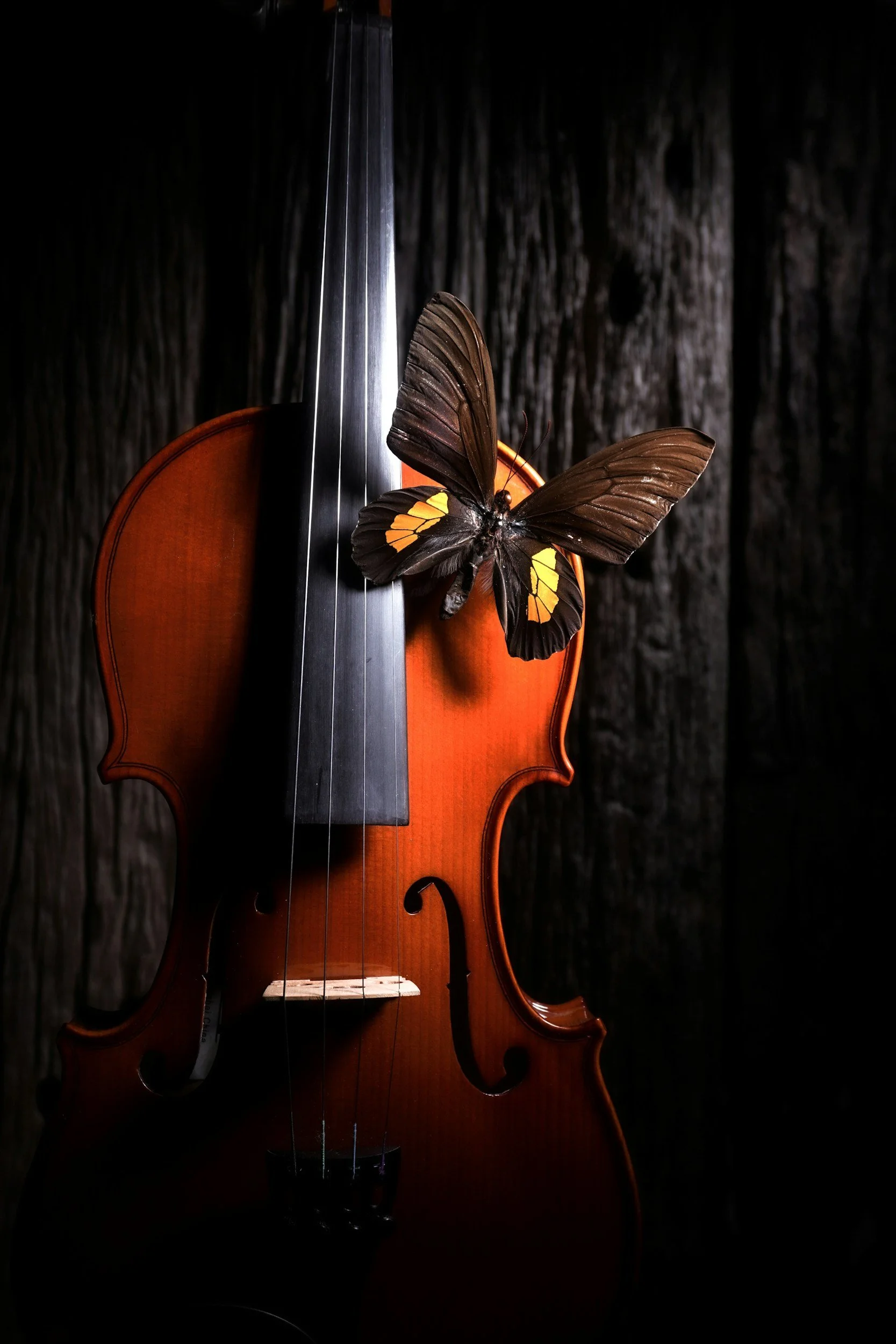 Life is a Symphony
