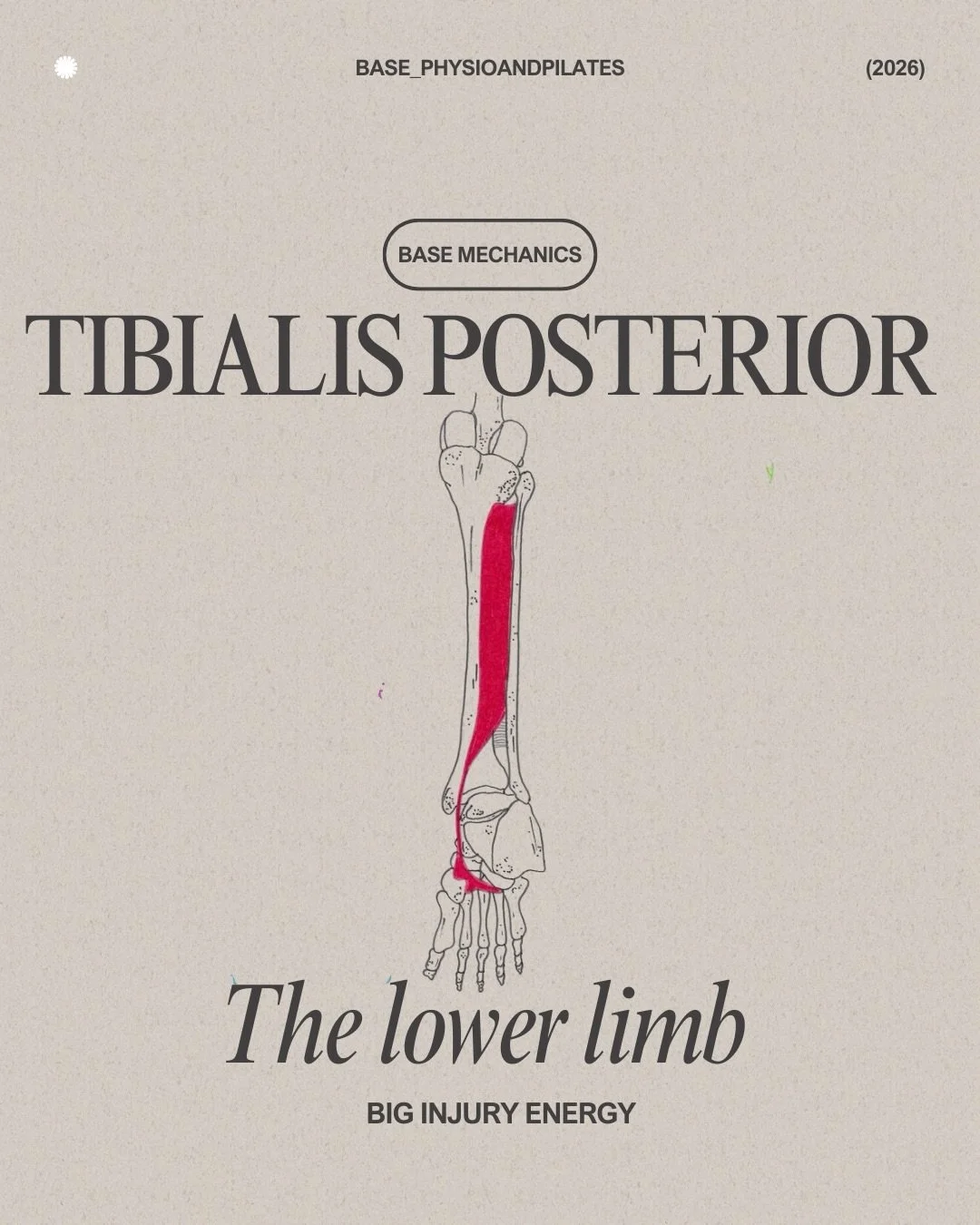 Base Mechanics: Posterior Tibialis

Meet the posterior tibialis &mdash; the endurance engine of the lower limb.

It supports the arch and allows controlled, efficient movement through the foot. Not rigid. Not floppy. Responsive.

When Tibialis Poster