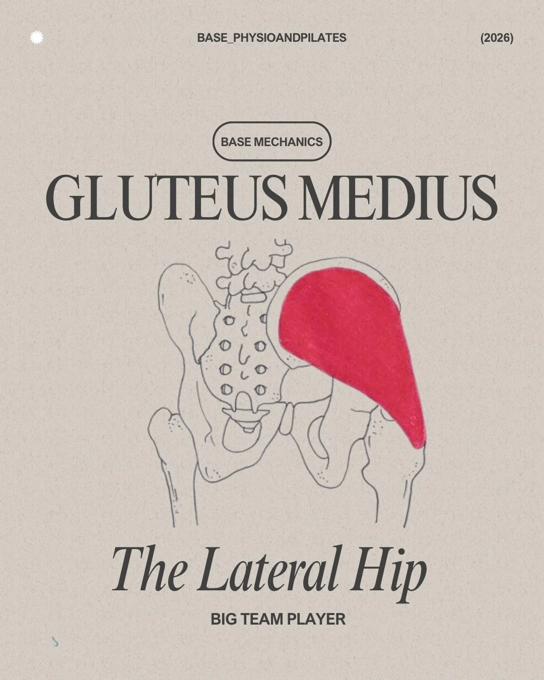 Base Mechanics: Gluteus Medius 

Let&rsquo;s talk gluteus medius &mdash; a key lateral hip stabiliser responsible for keeping the pelvis level and movement efficient, particularly during single-leg tasks like walking, running and lifting.

Its role i
