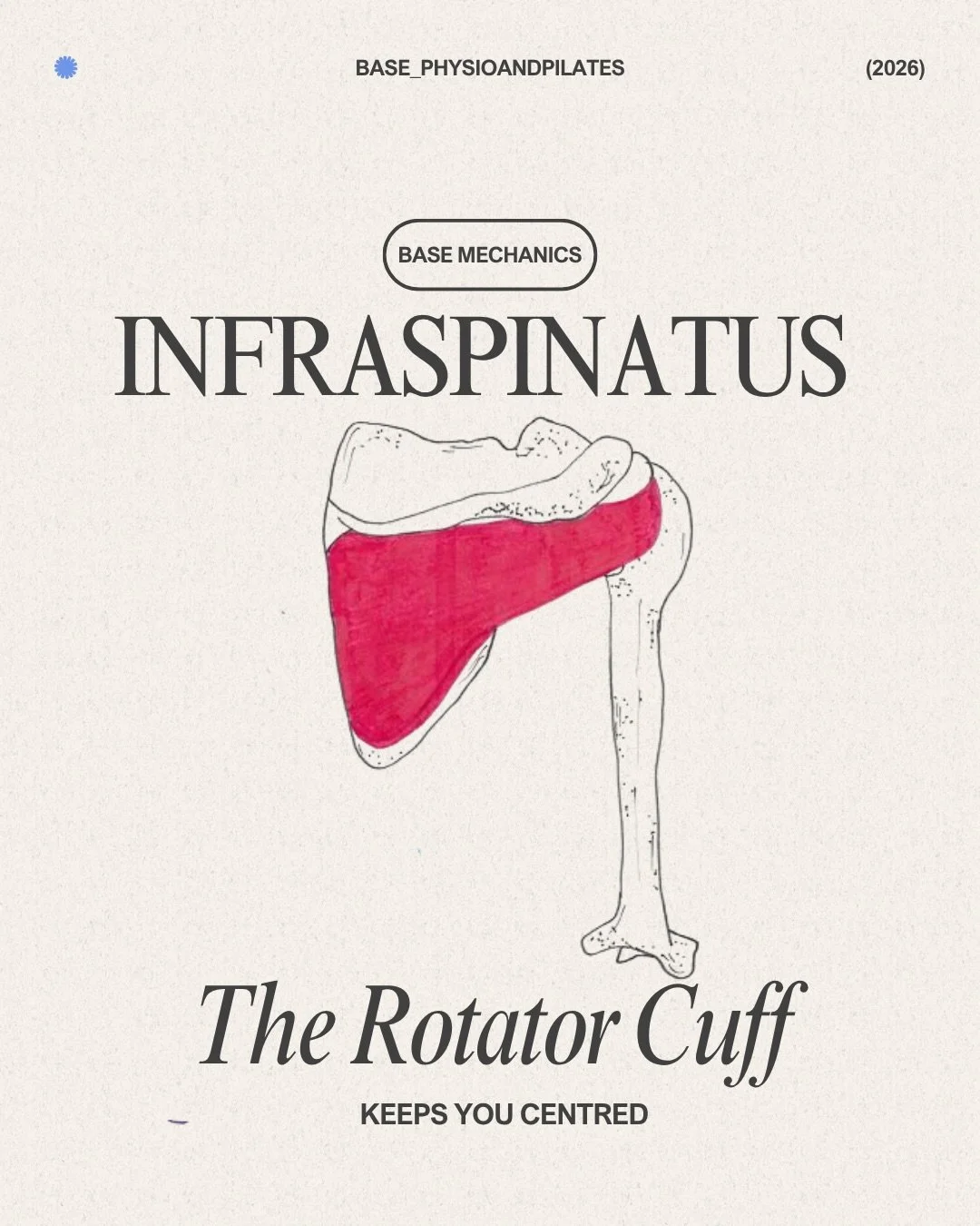 BASE Mechanics: Infraspinatus 

More than just an &ldquo;external rotator,&rdquo; the infraspinatus is one of the shoulder&rsquo;s quiet stabilisers &mdash; constantly working in the background to help create smooth, controlled movement.

Its role go