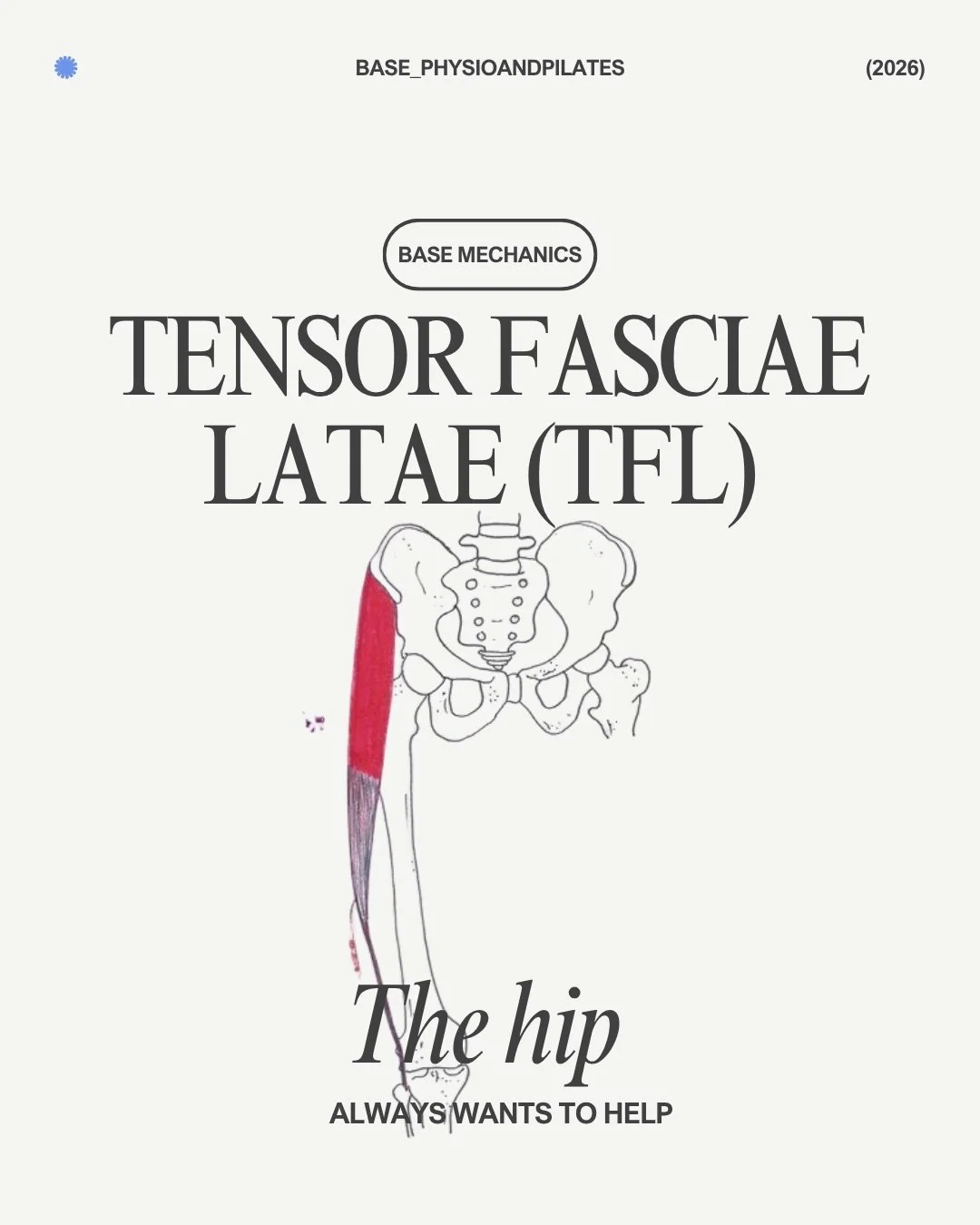 Base Mechanics: Tensor Fasciae Latae (TFL) 

A little muscle with a big influence 👀

The TFL often gets a lot of attention &mdash; and not always for the right reasons.
This small muscle on the front/side of your hip helps with hip flexion, abductio