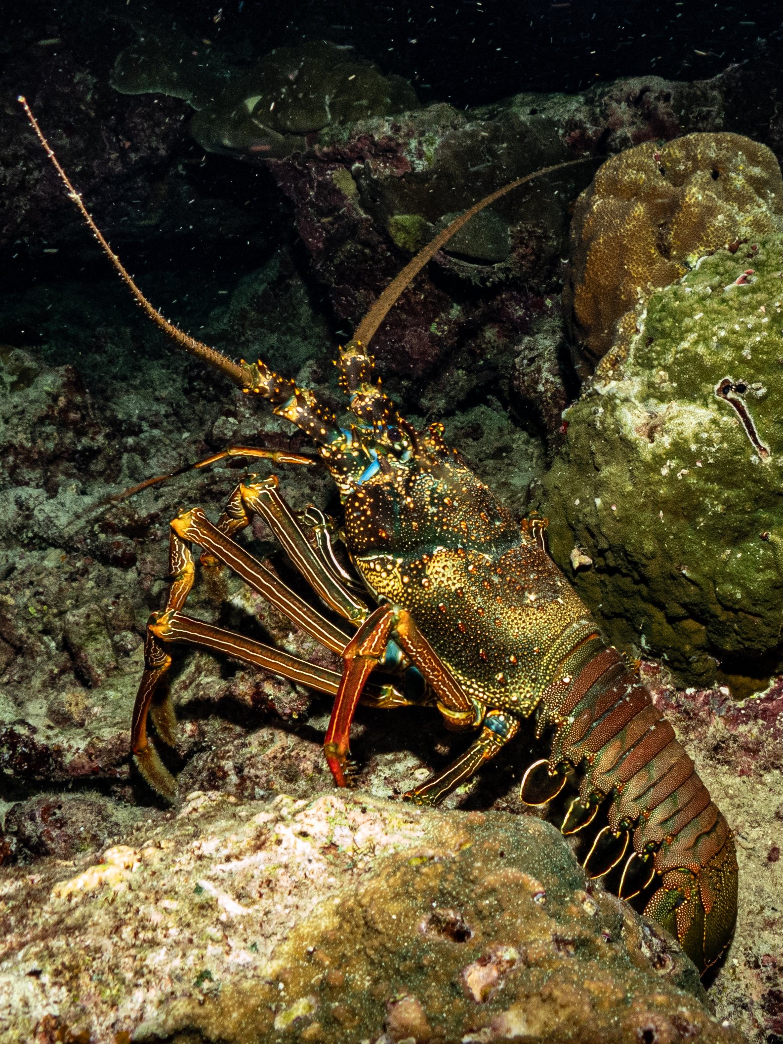 lobster night dive