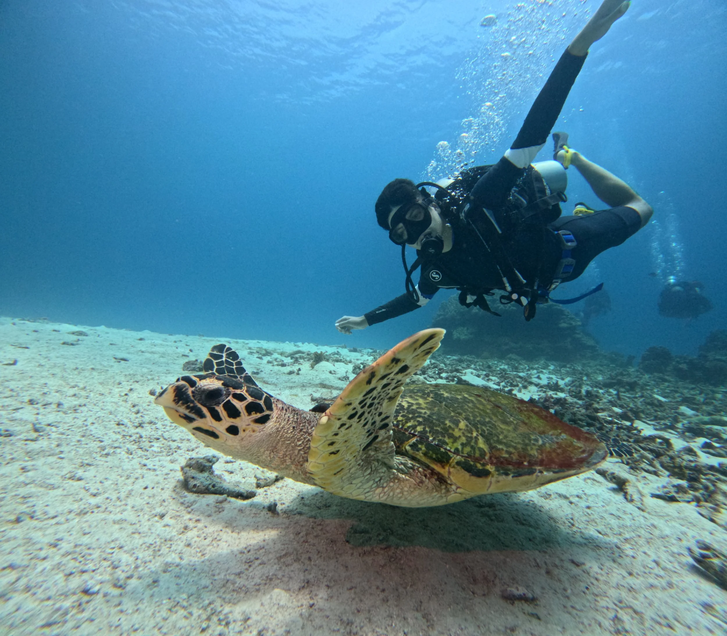subacqueo e tartaruga