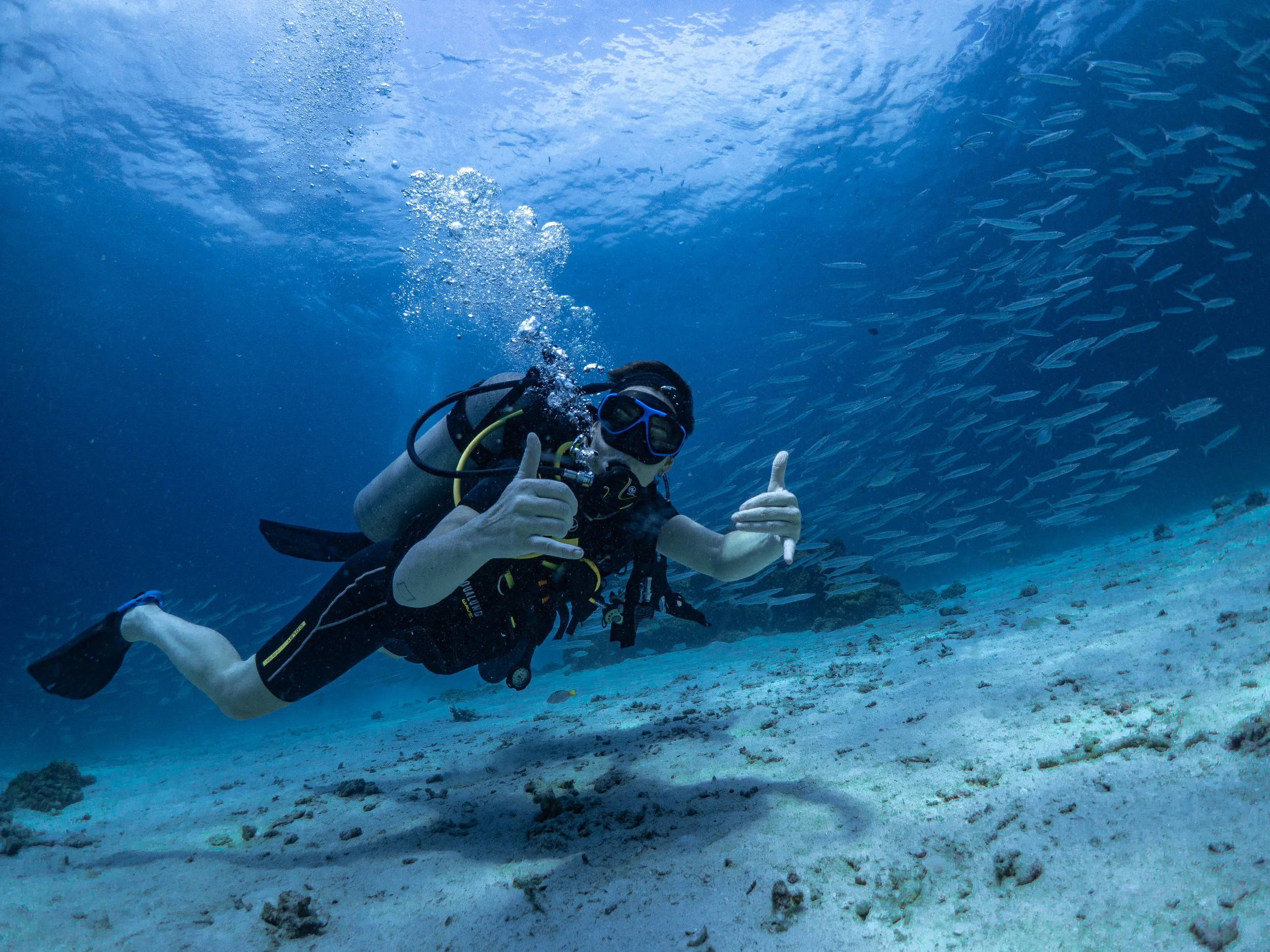 diver and barracudas