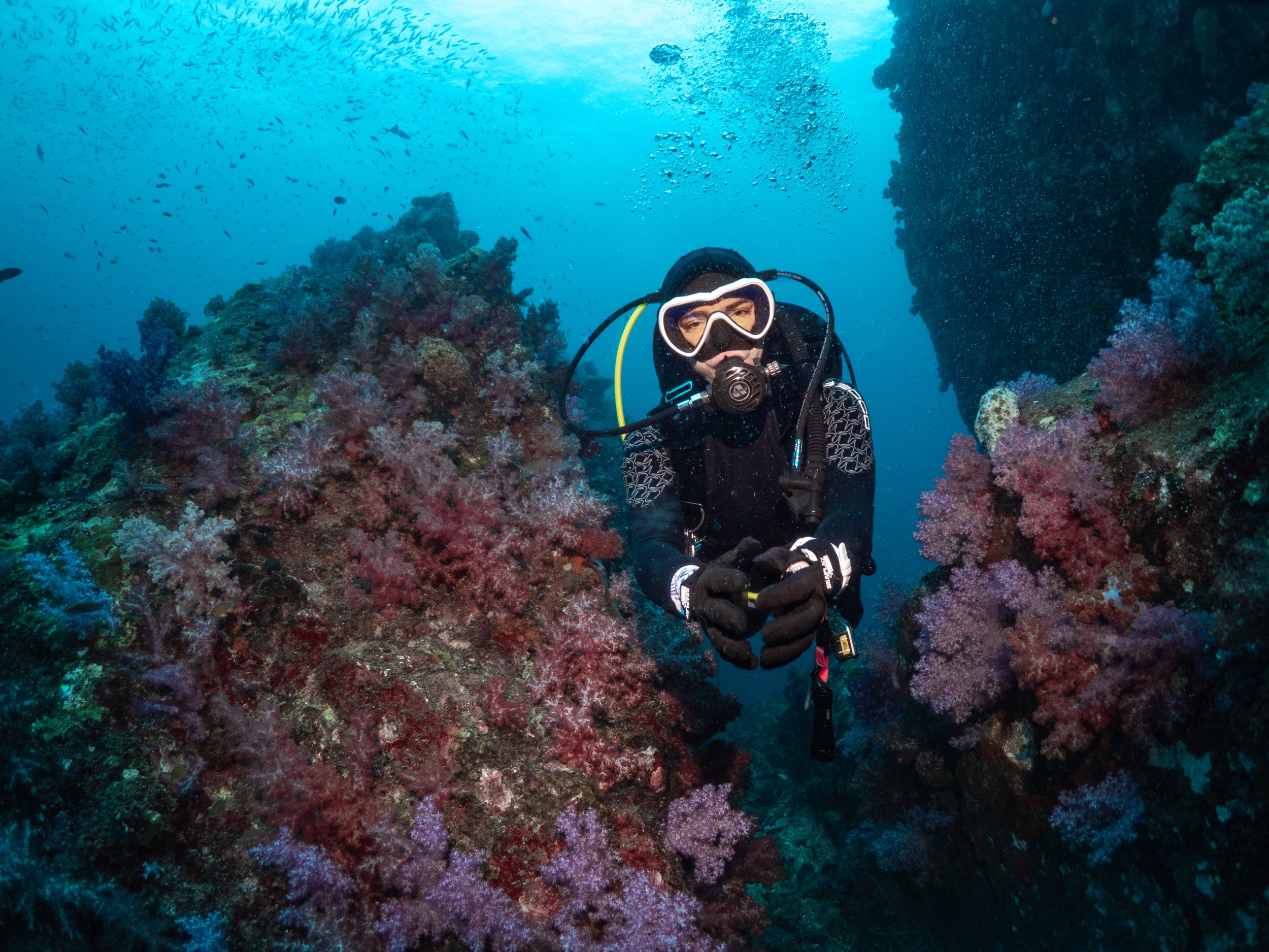 Diver and soft corals hin muang