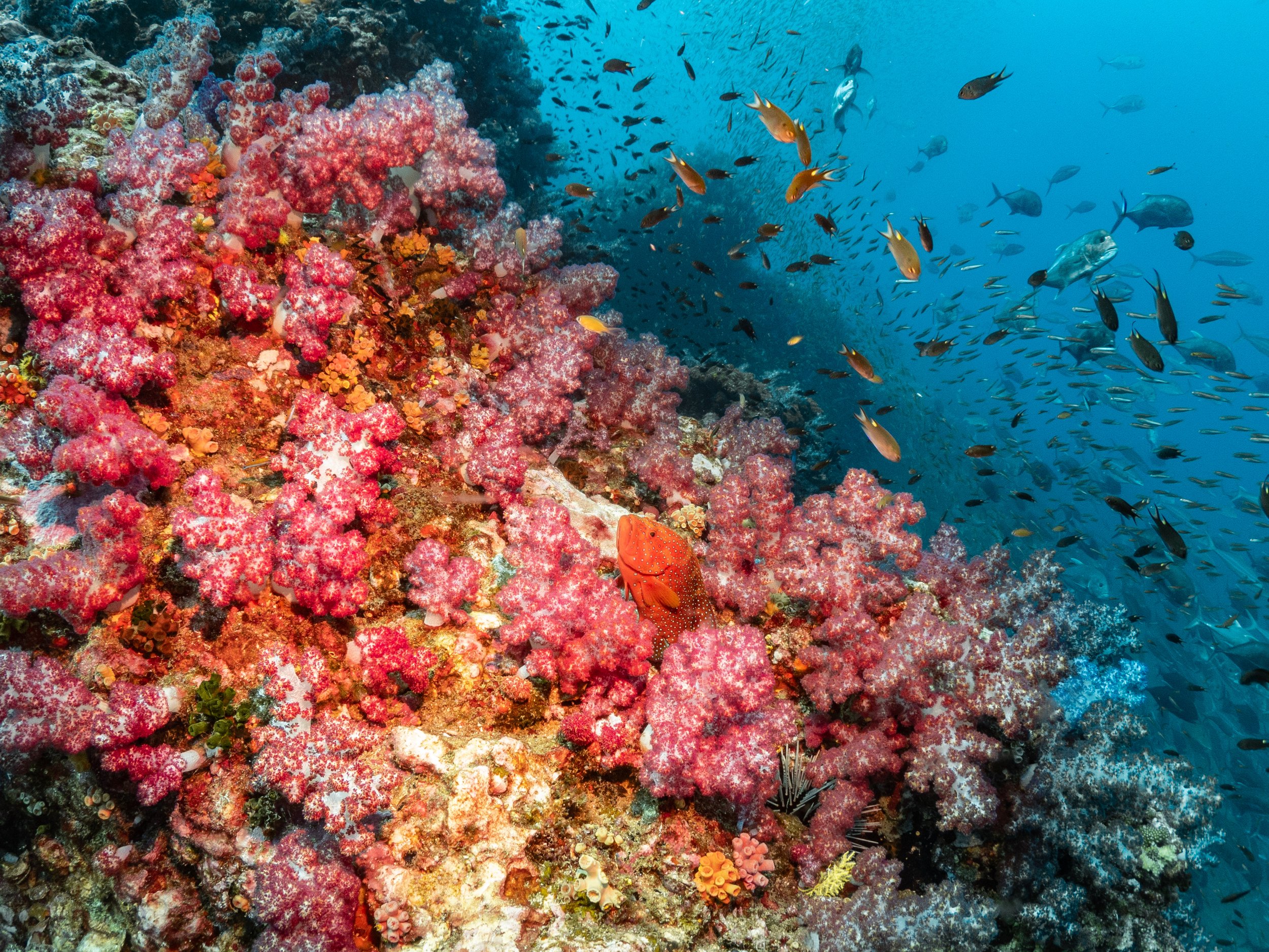 Roccia sottomarina con corallo rosa e arancione, con varie specie di pesci di diverse dimensioni in acqua blu.