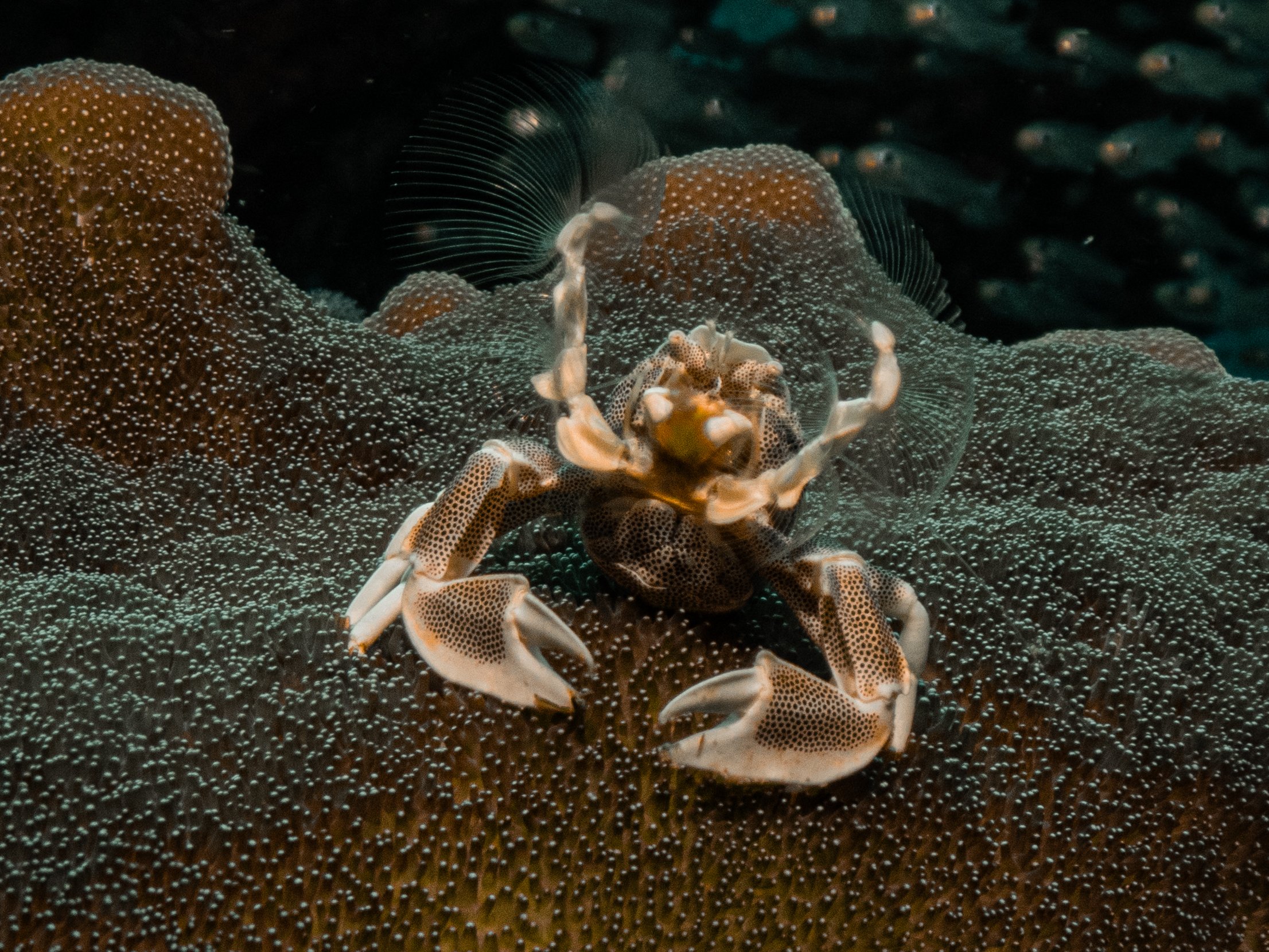 porcelain coral crab
